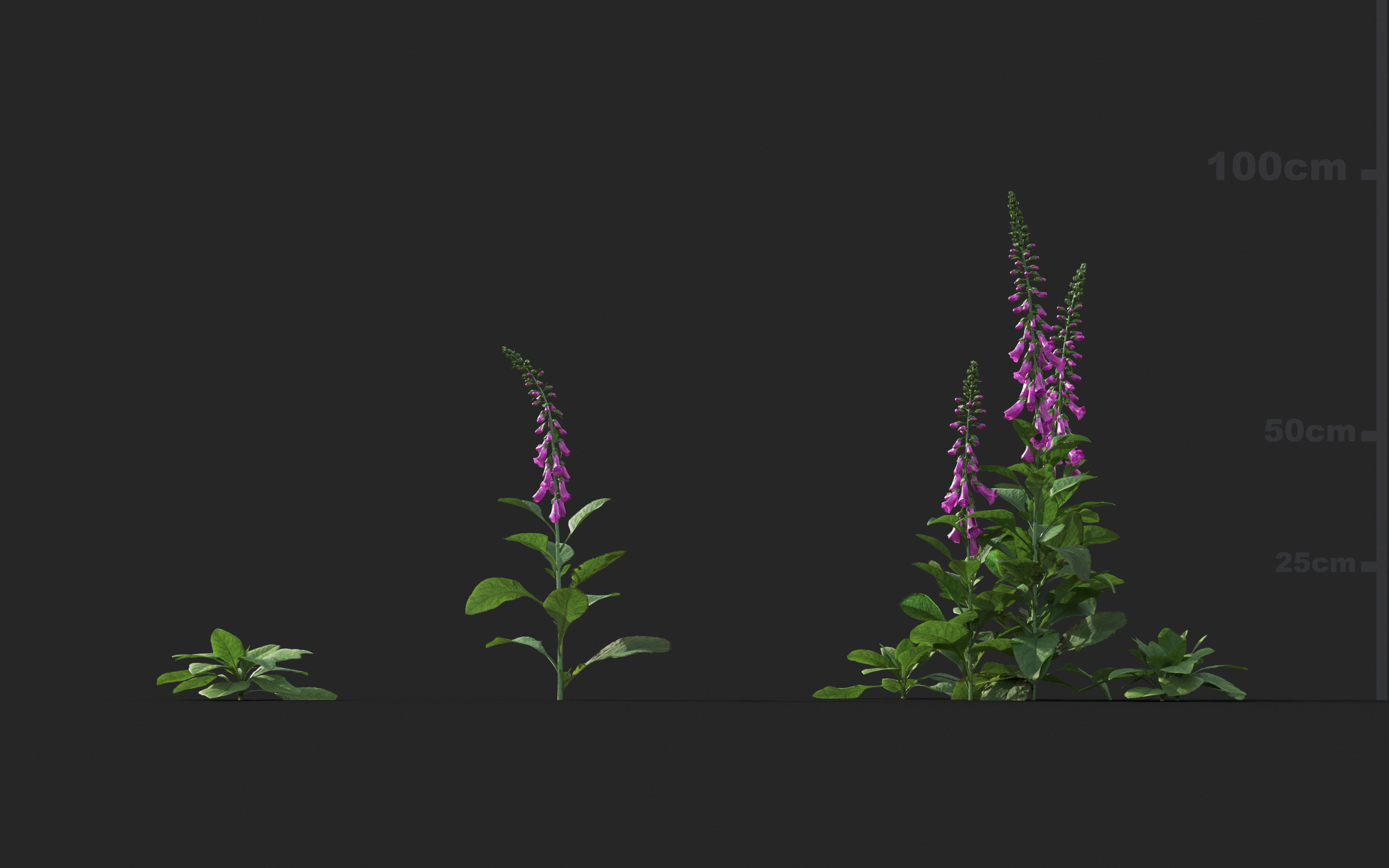 Ground cover plants Collection - Include GrowFX and Mesh file  3D model_27