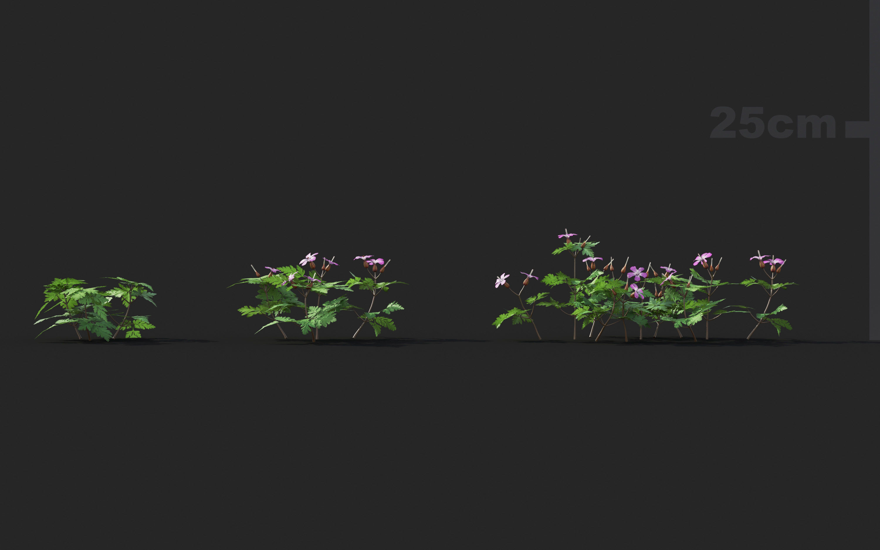 Ground cover plants Collection - Include GrowFX and Mesh file  3D model_35