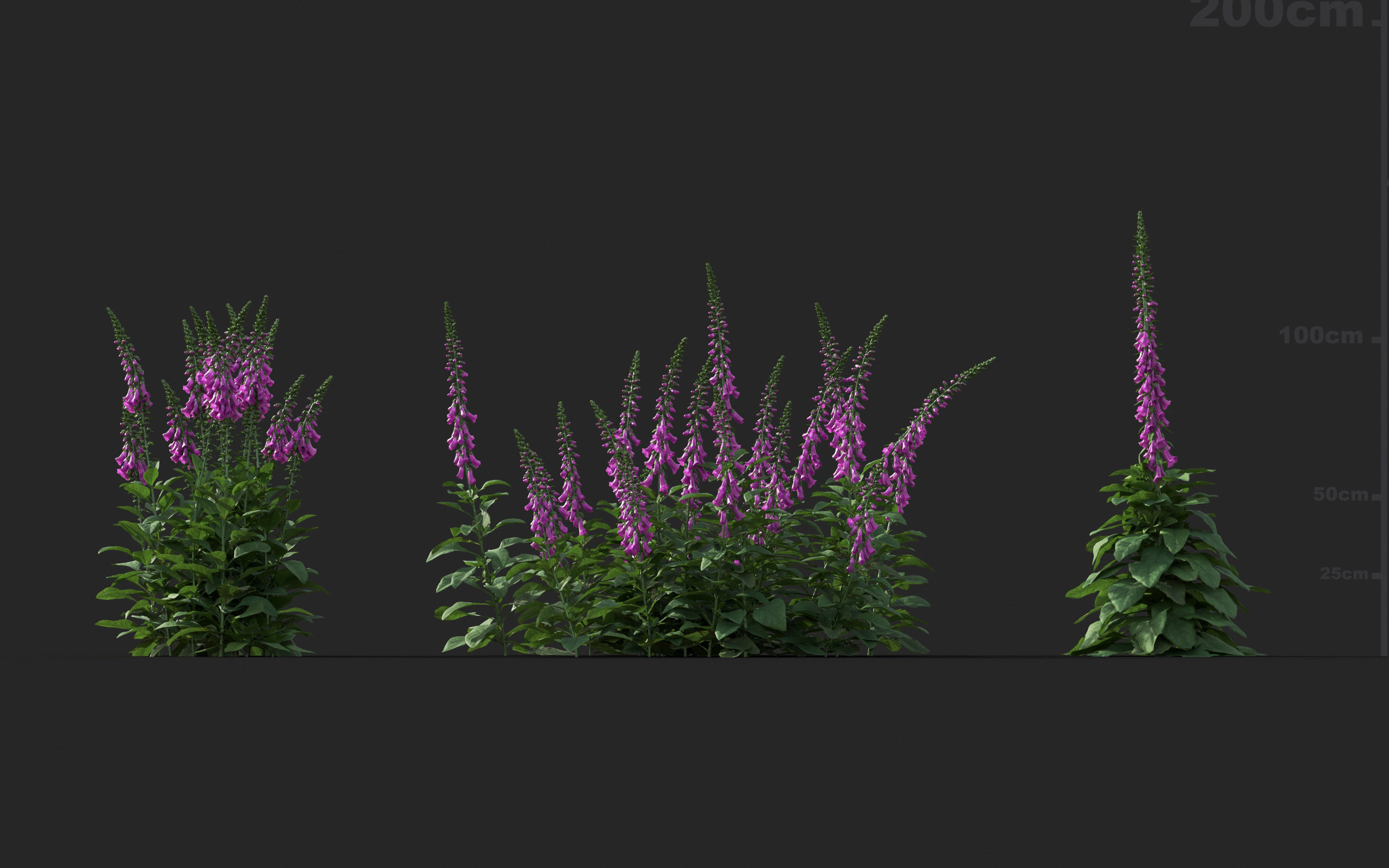 Ground cover plants Collection - Include GrowFX and Mesh file  3D model_29
