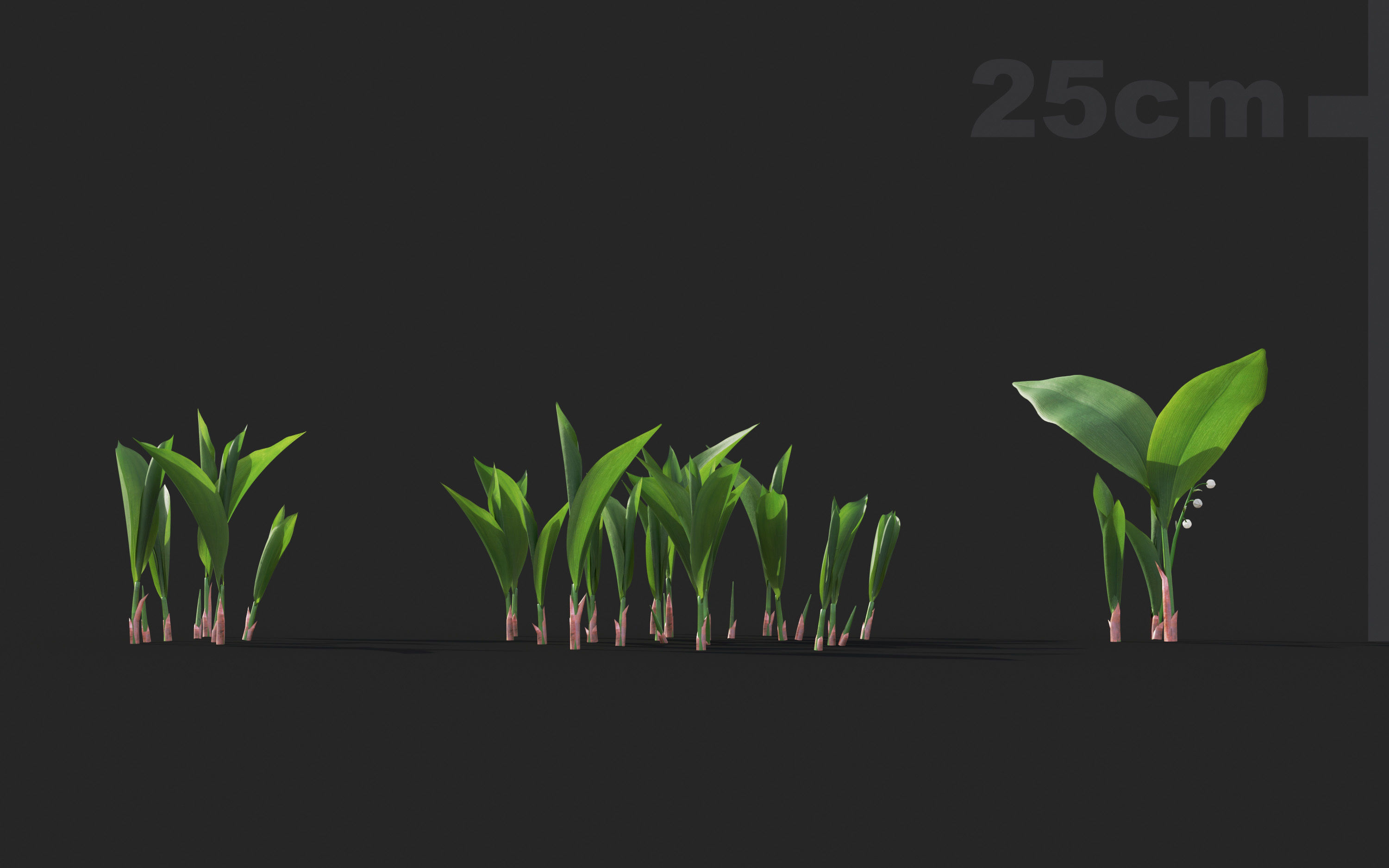 Ground cover plants Collection - Include GrowFX and Mesh file  3D model_19
