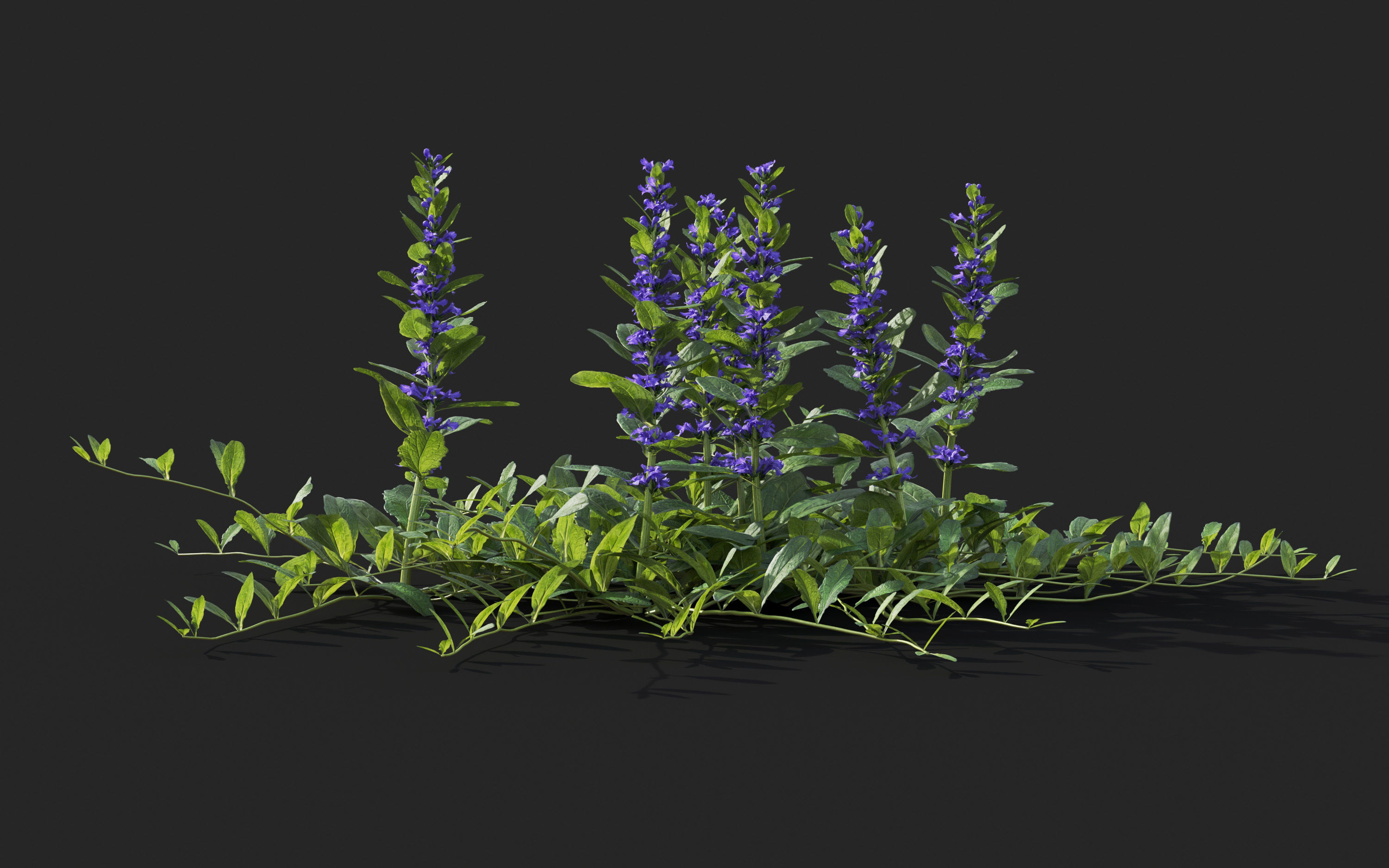 Ground cover plants Collection - Include GrowFX and Mesh file  3D model_10