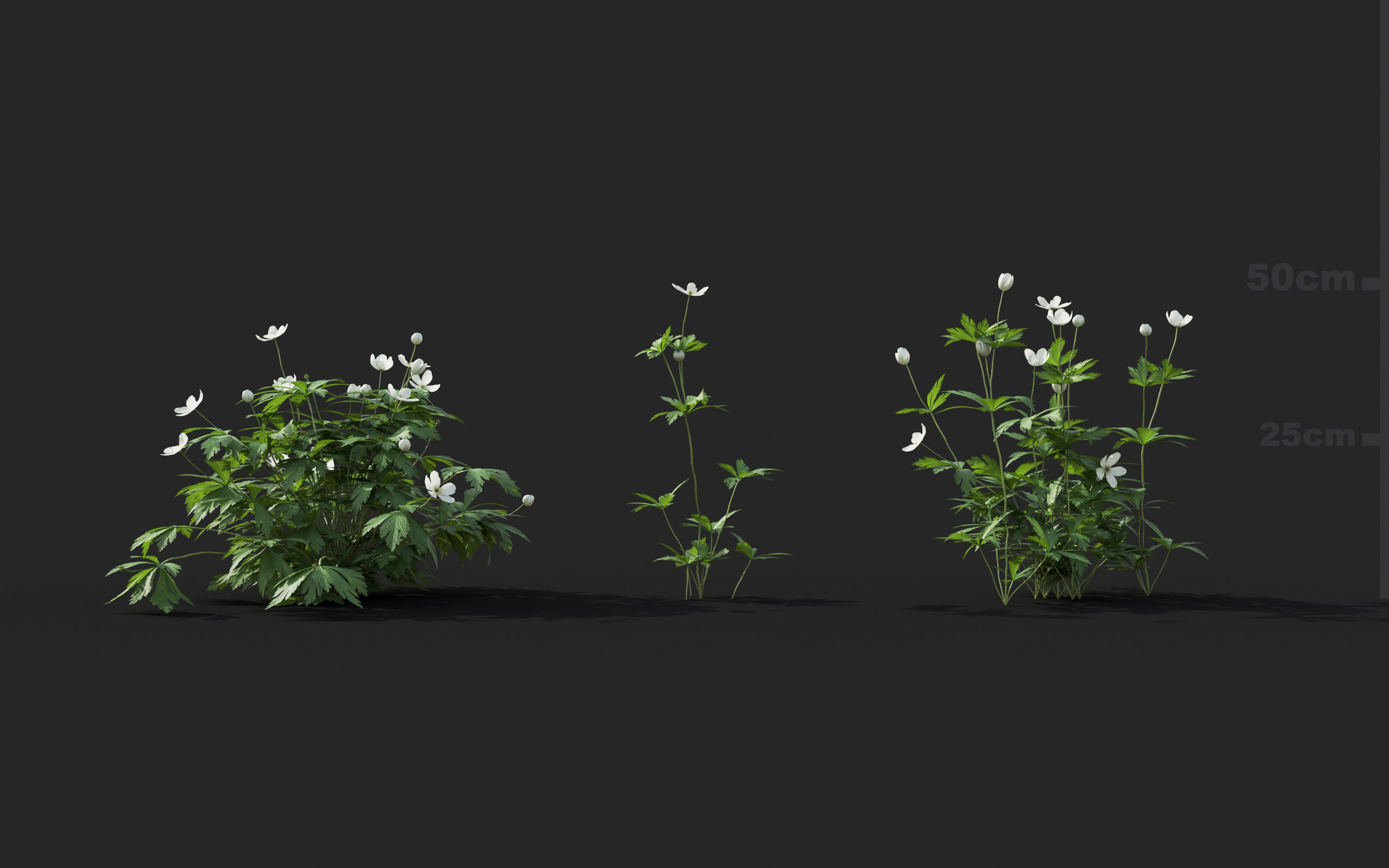 Ground cover plants Collection - Include GrowFX and Mesh file  3D model_12