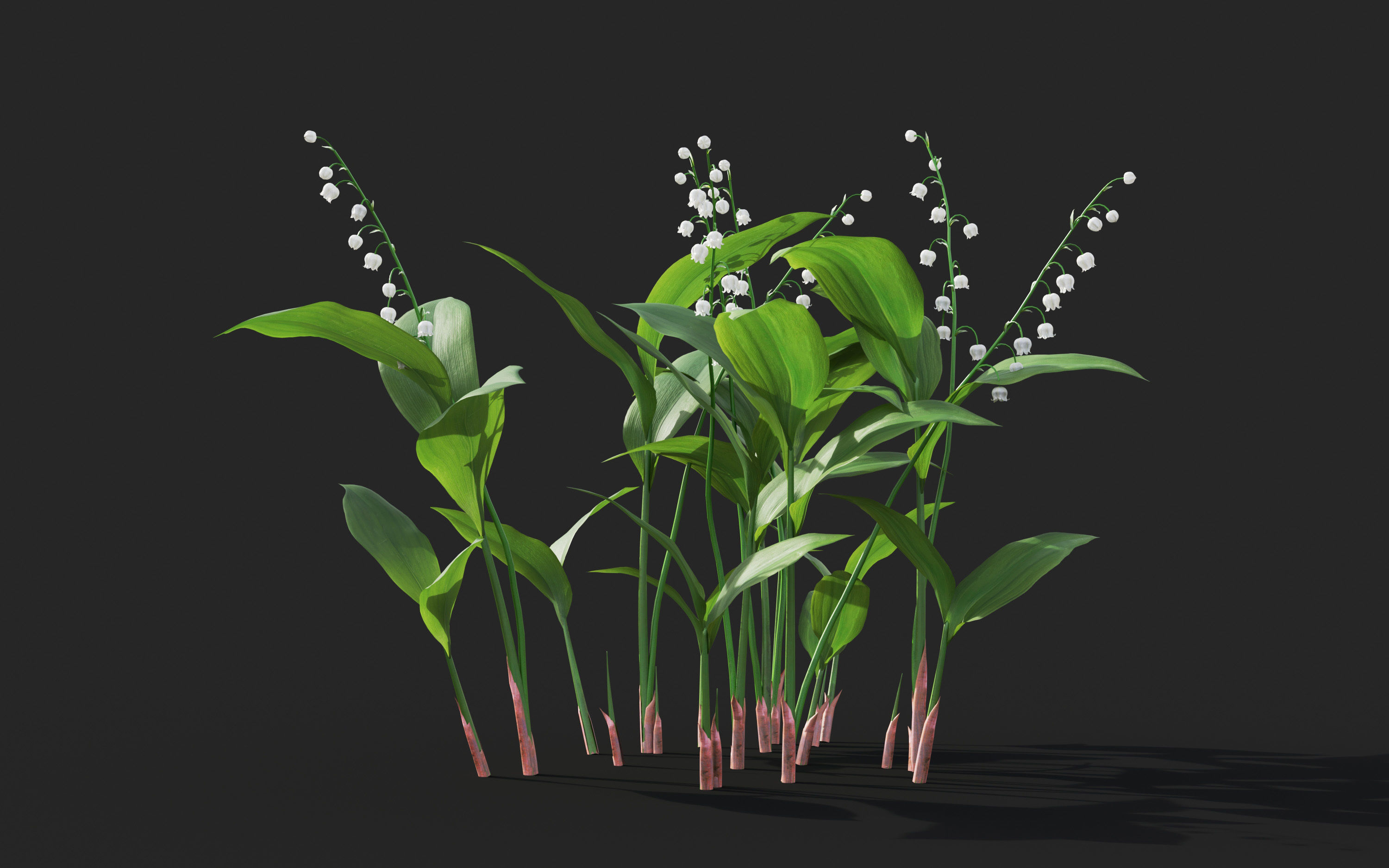 Ground cover plants Collection - Include GrowFX and Mesh file  3D model_22