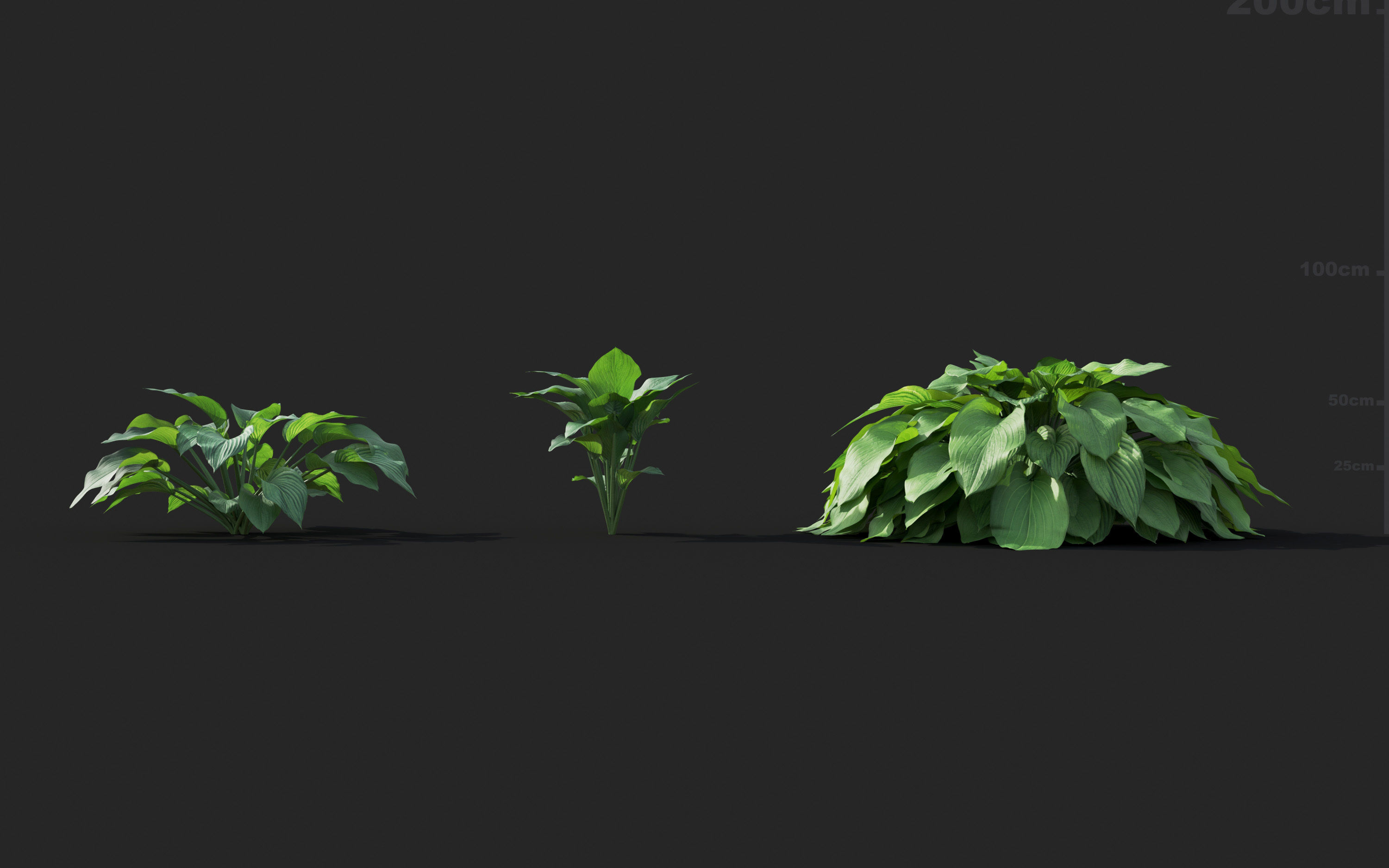 Ground cover plants Collection - Include GrowFX and Mesh file  3D model_39