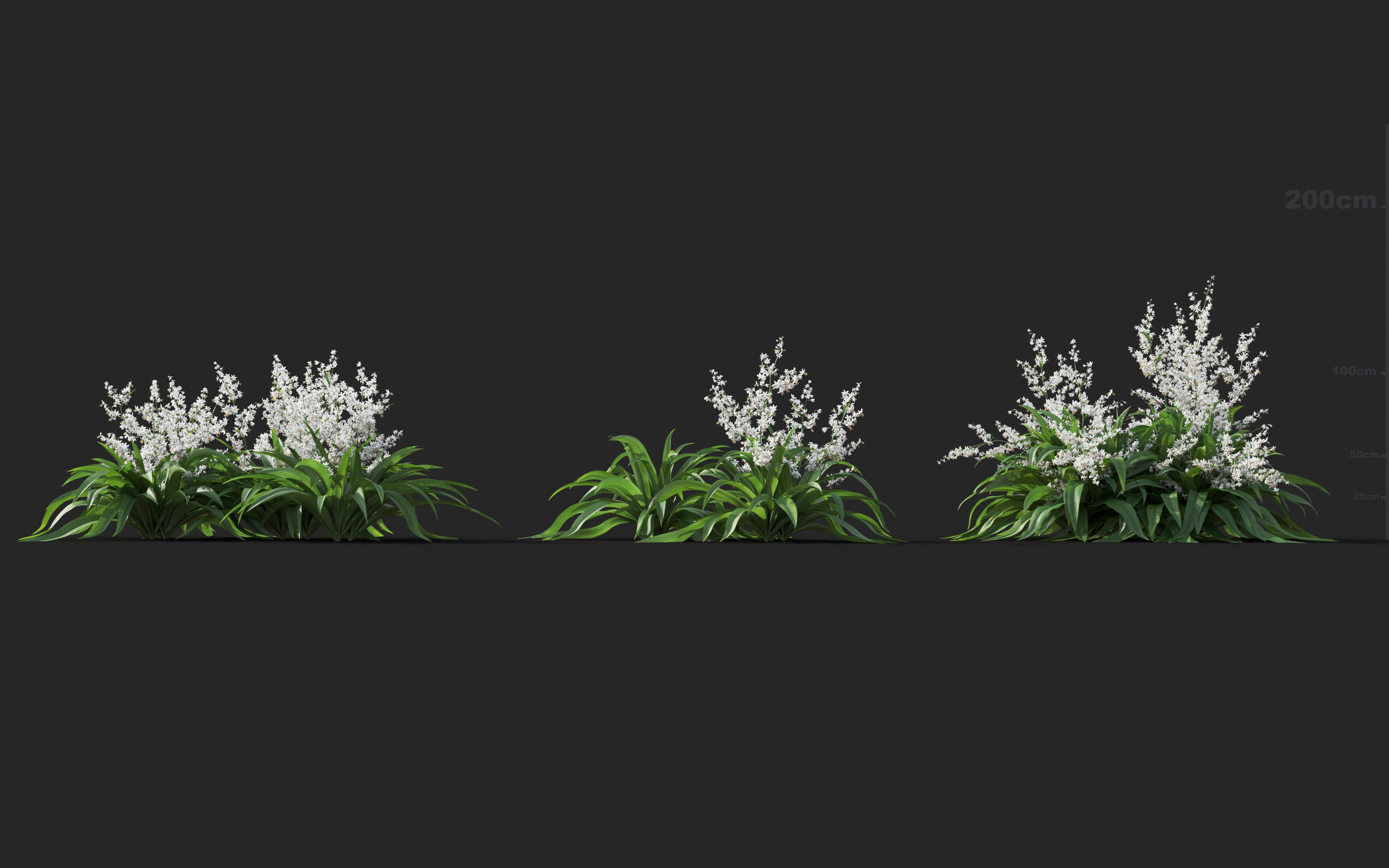 Ground cover plants Collection - Include GrowFX and Mesh file  3D model_17