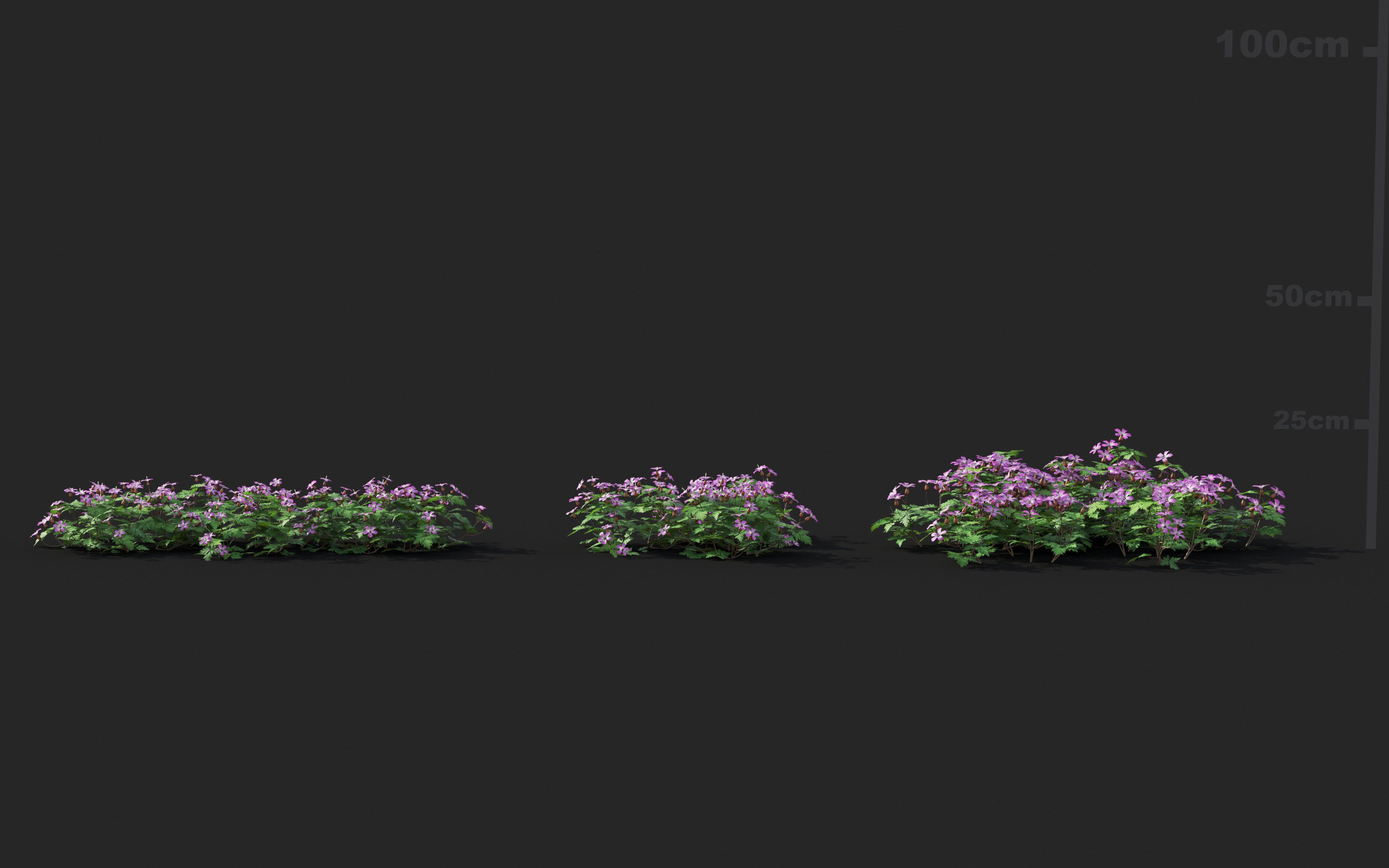 Ground cover plants Collection - Include GrowFX and Mesh file  3D model_37