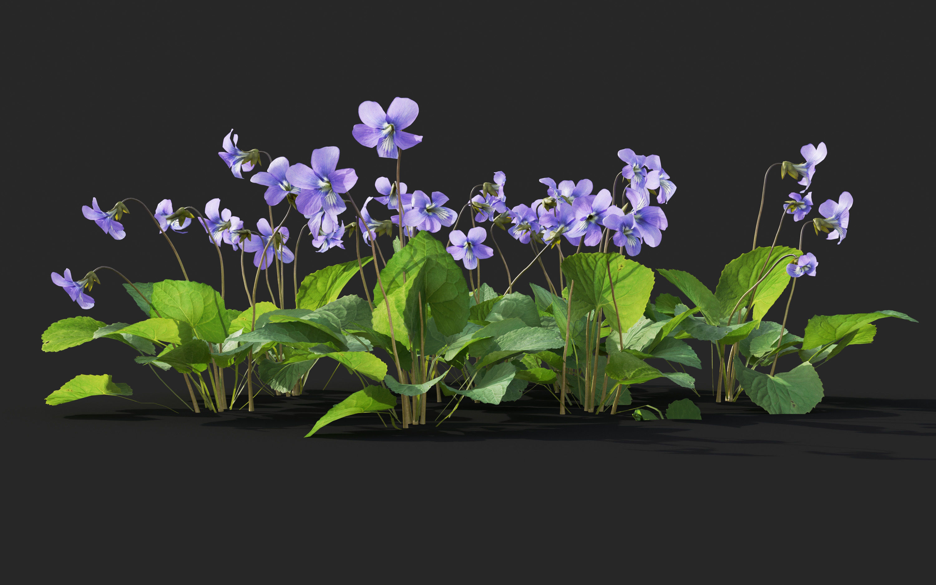 Ground cover plants Collection - Include GrowFX and Mesh file  3D model_86