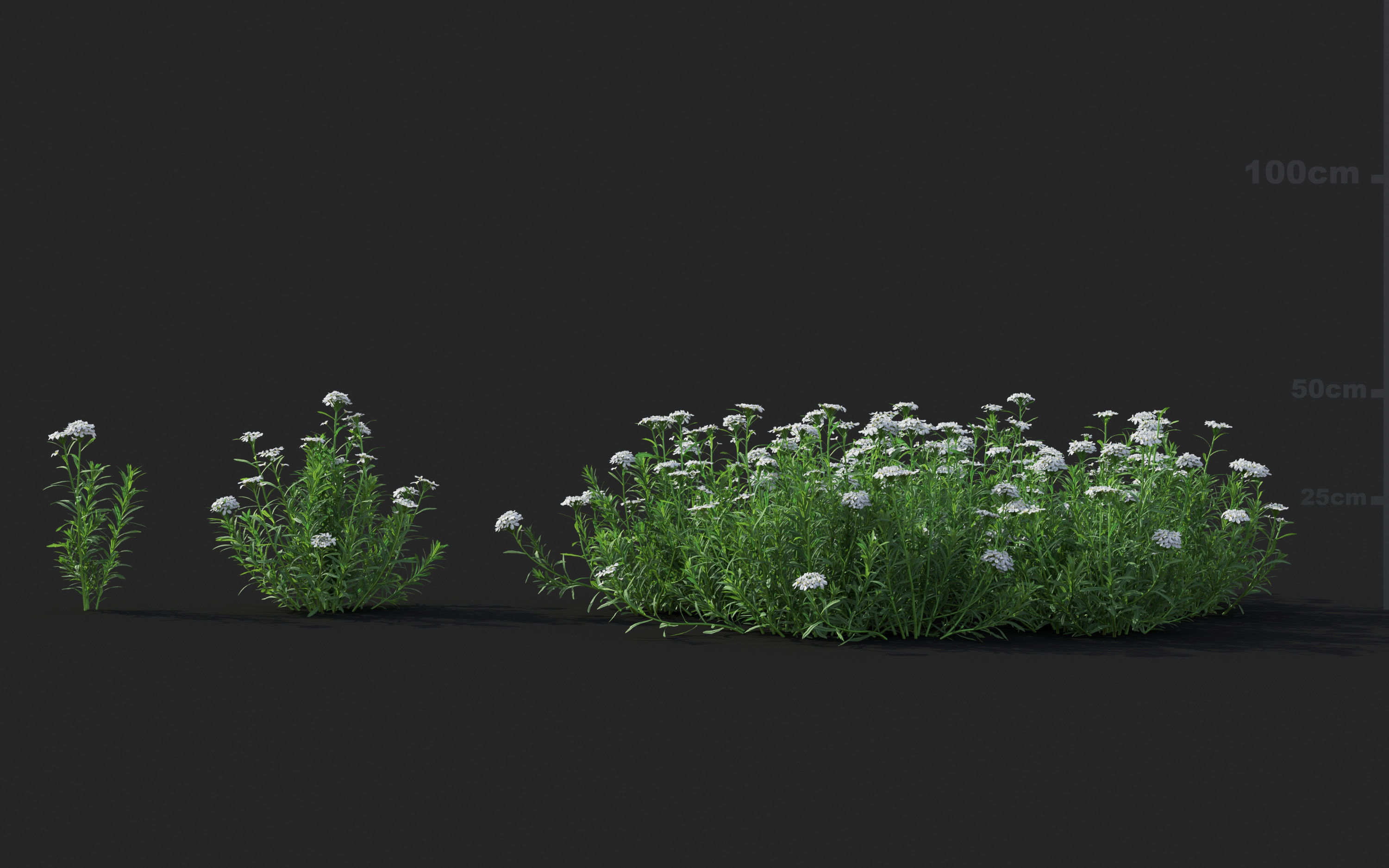 Ground cover plants Collection - Include GrowFX and Mesh file  3D model_45