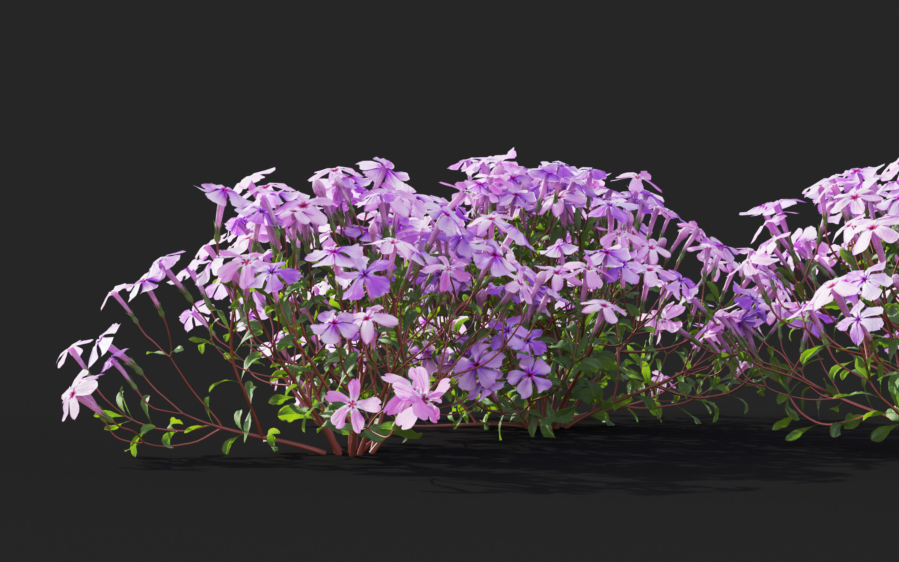 Ground cover plants Collection - Include GrowFX and Mesh file  3D model_74