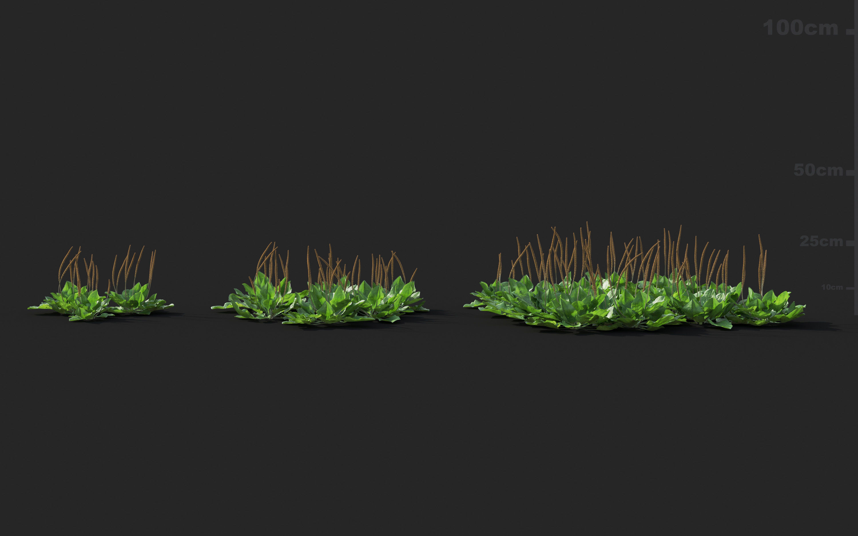 Ground cover plants Collection - Include GrowFX and Mesh file  3D model_77