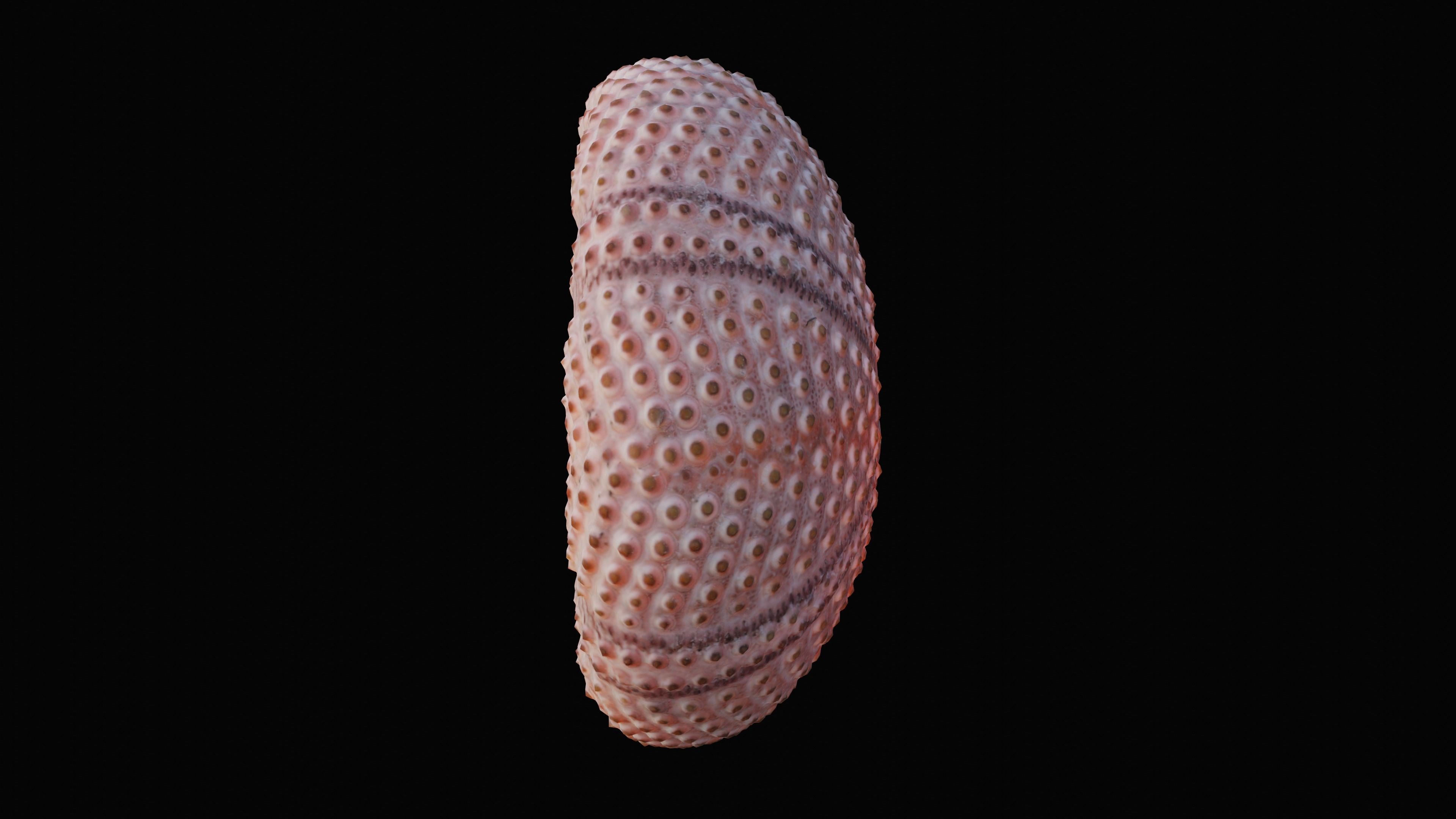 Sea Urchin Shell Low-poly 3D model_7