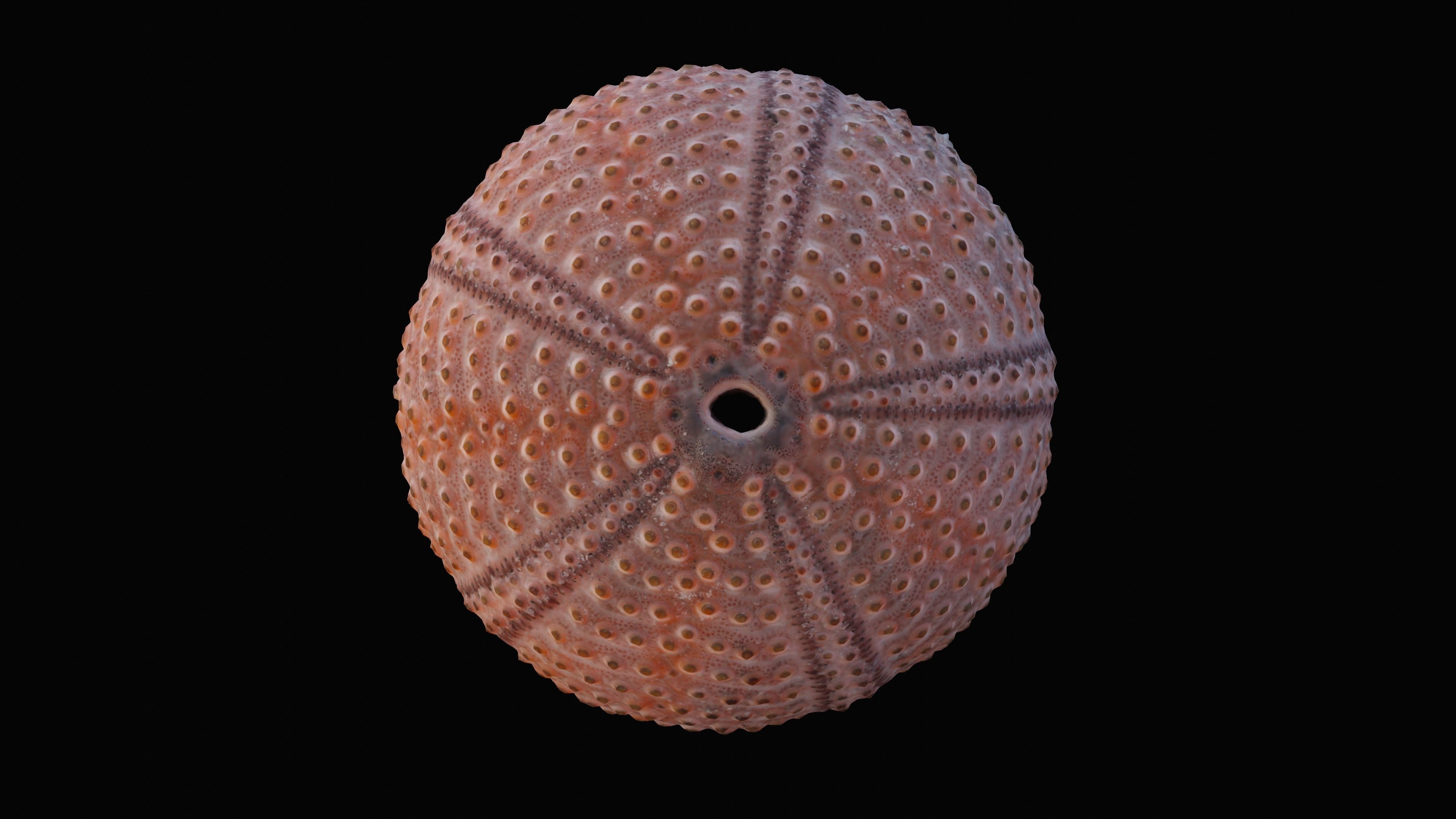 Sea Urchin Shell Low-poly 3D model_5
