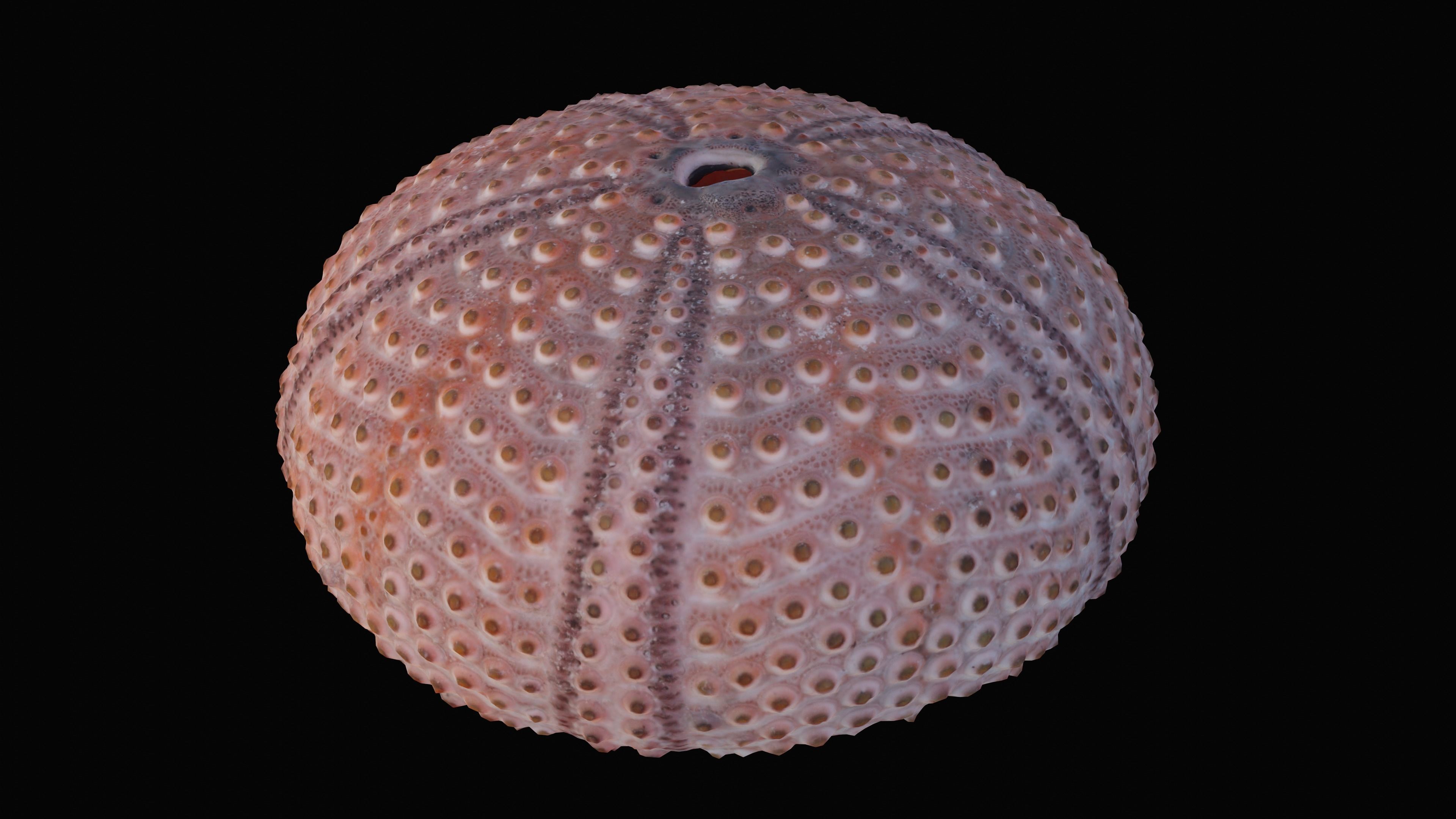 Sea Urchin Shell Low-poly 3D model_11
