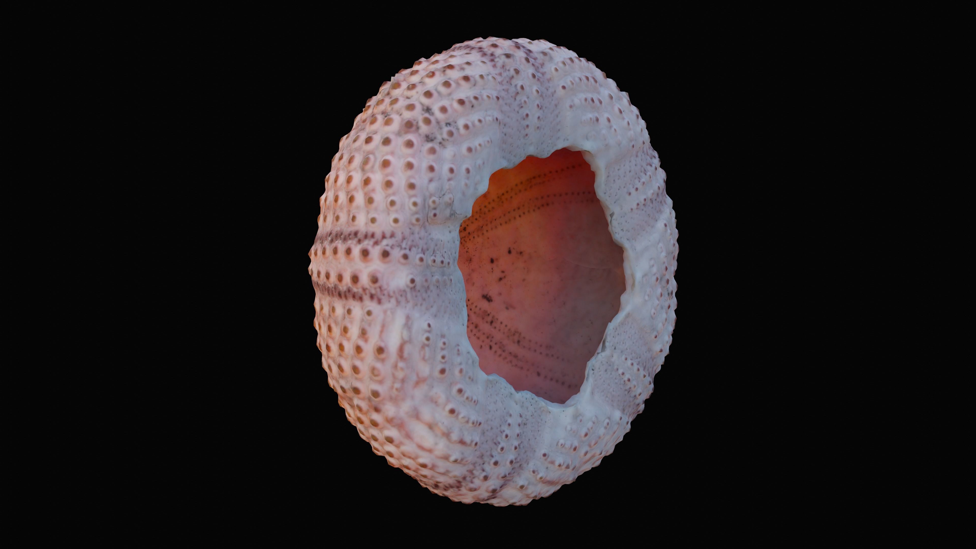 Sea Urchin Shell Low-poly 3D model_2