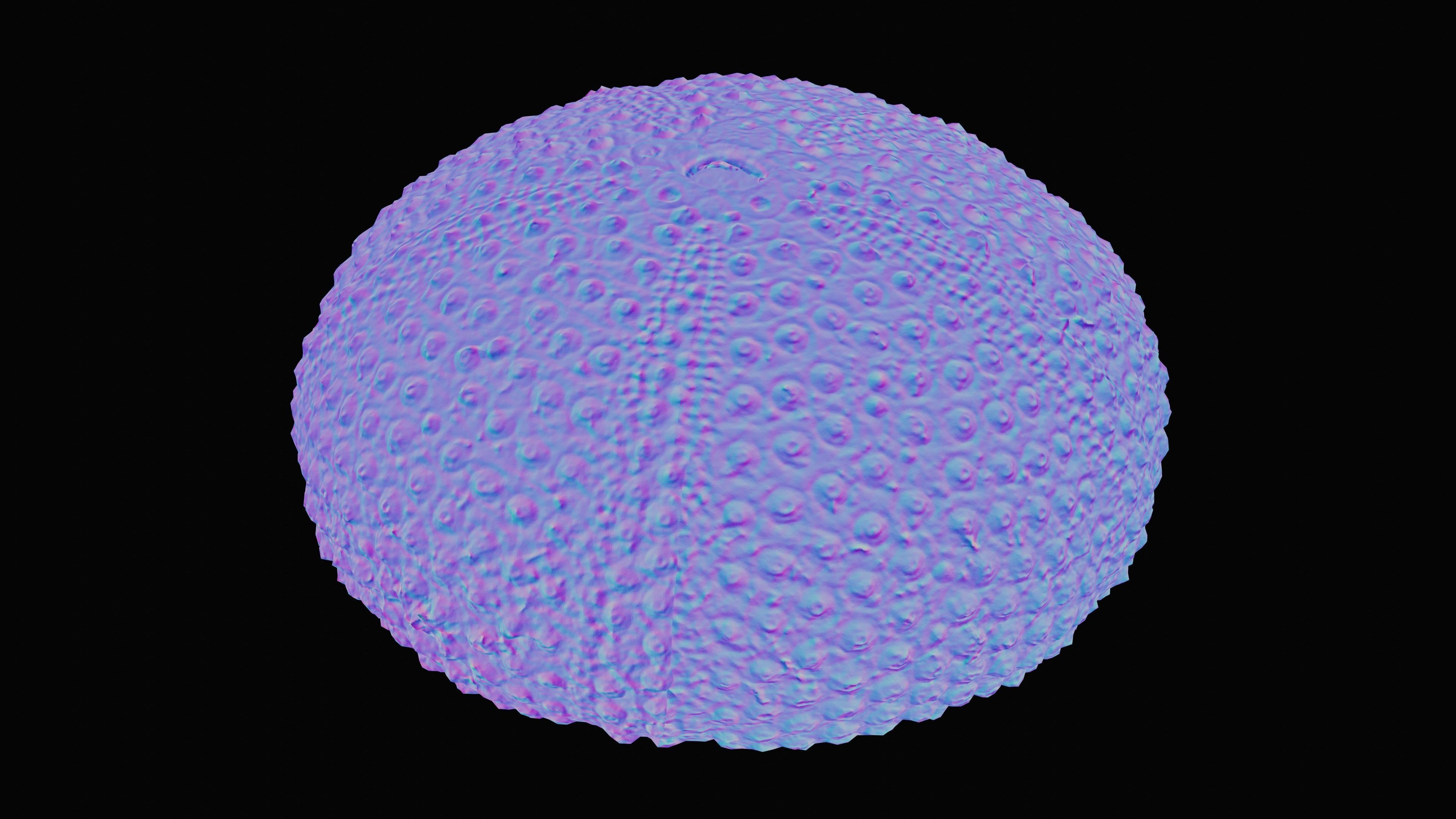 Sea Urchin Shell Low-poly 3D model_17