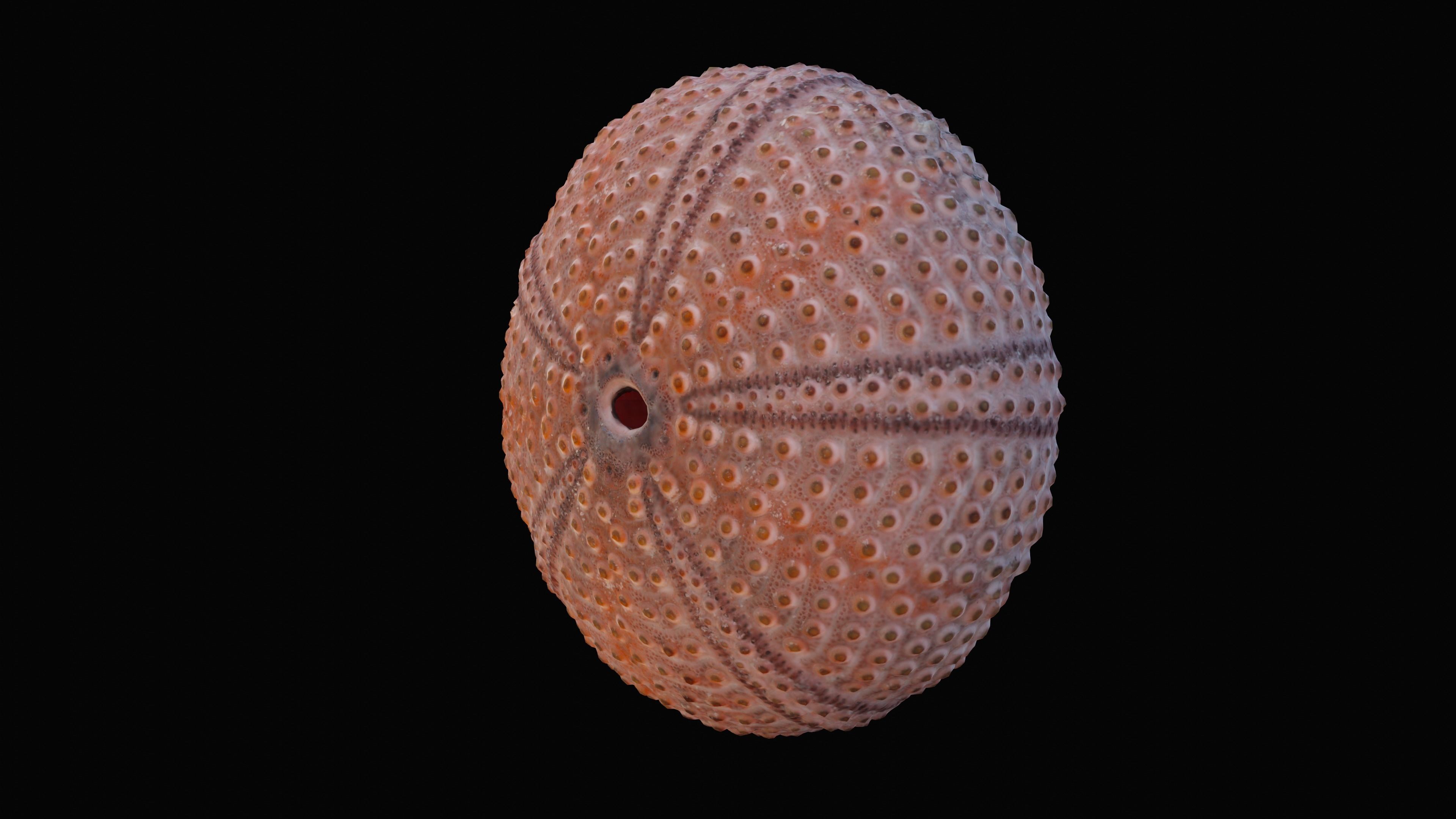 Sea Urchin Shell Low-poly 3D model_4
