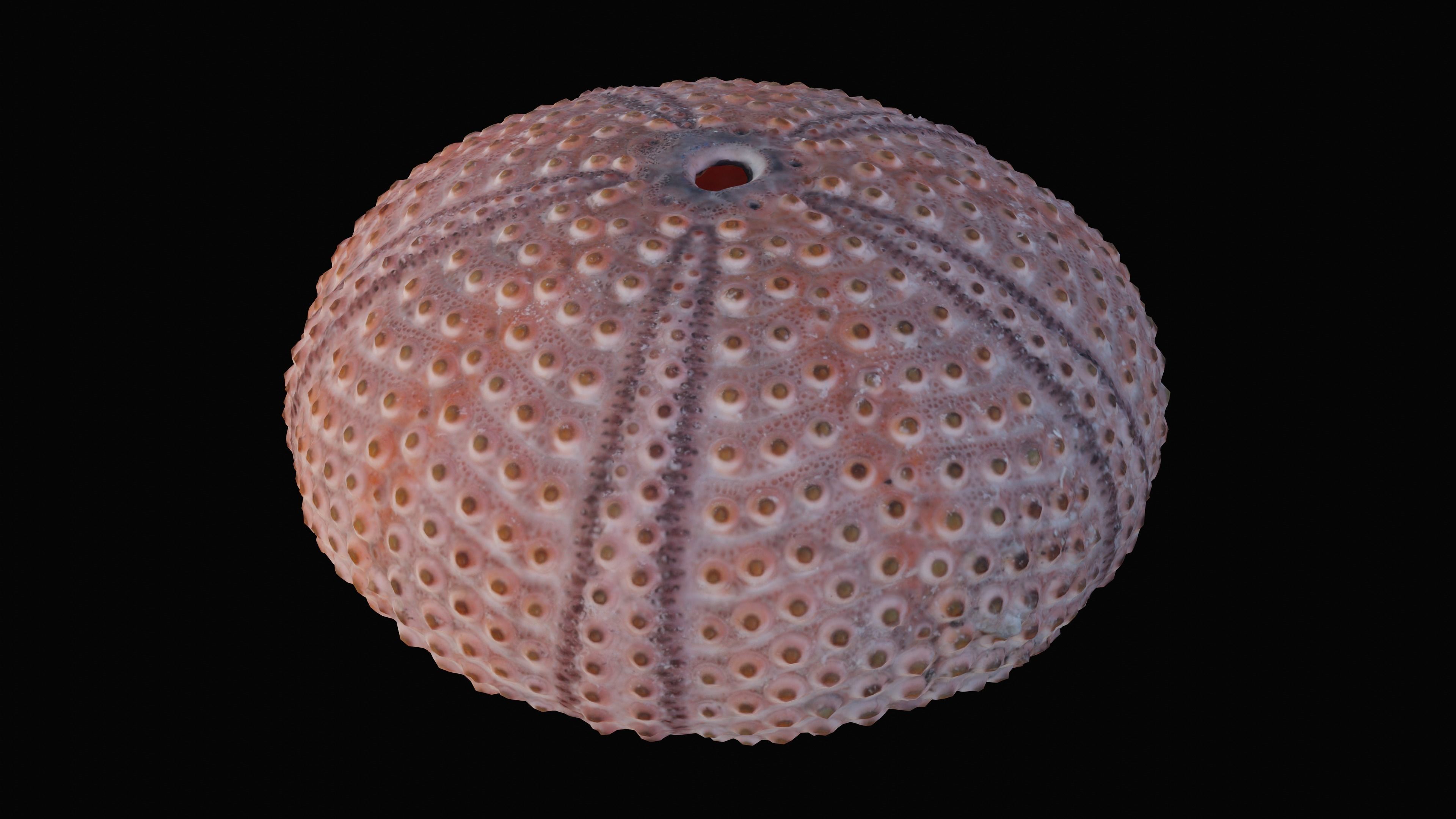 Sea Urchin Shell Low-poly 3D model_9