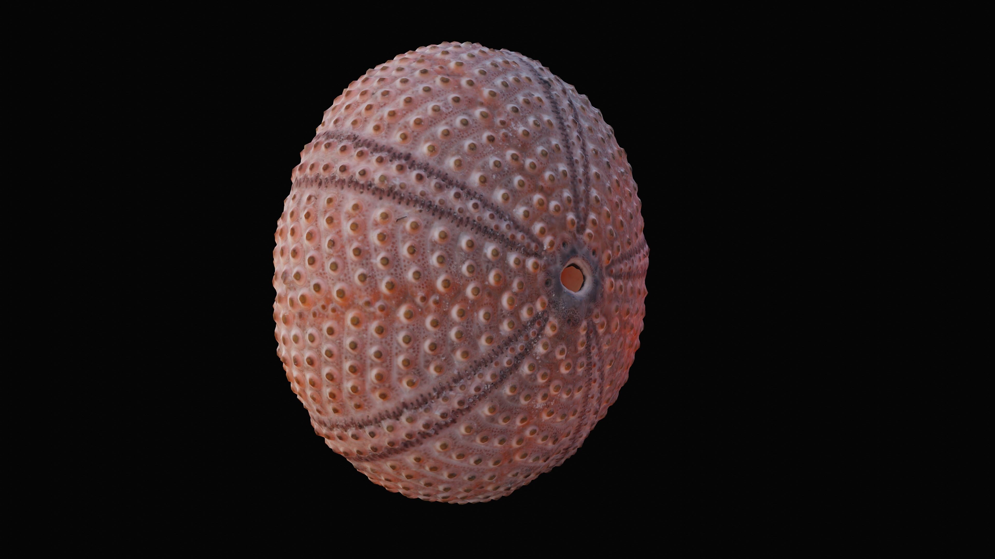 Sea Urchin Shell Low-poly 3D model_6