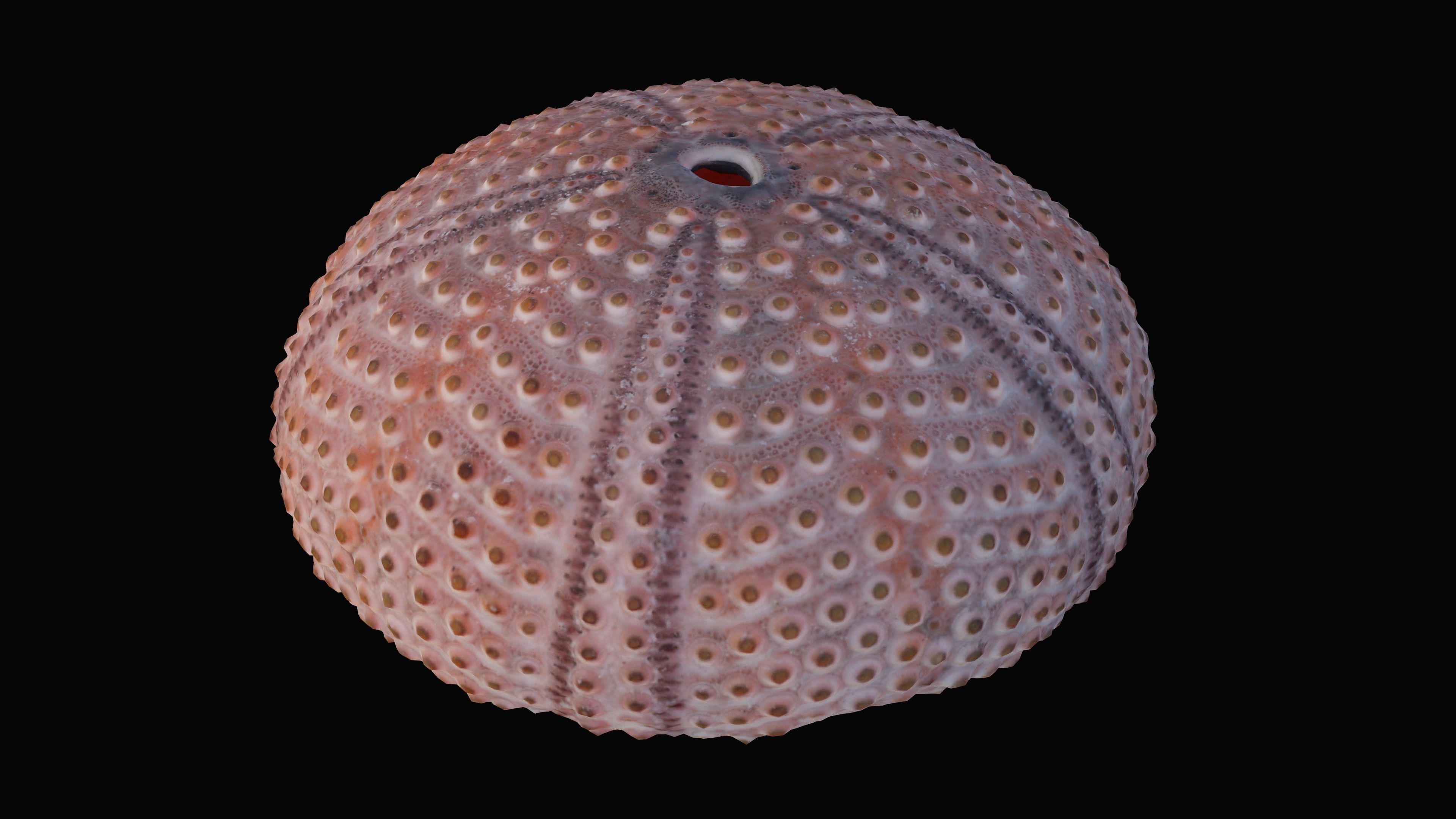 Sea Urchin Shell Low-poly 3D model_10