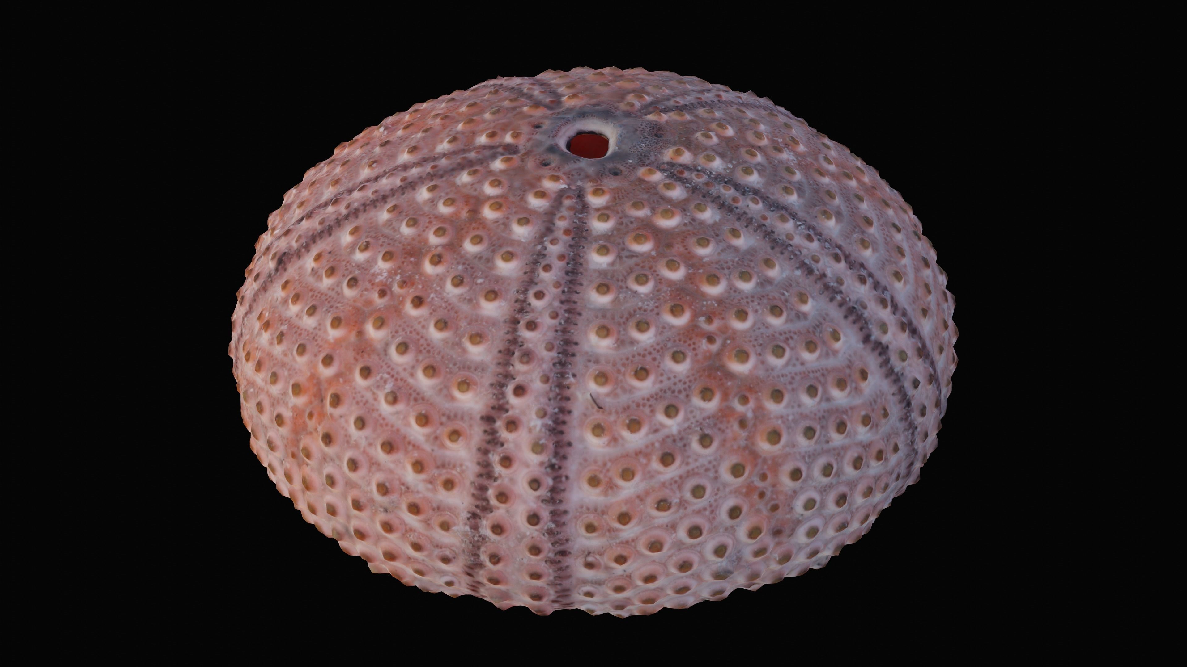 Sea Urchin Shell Low-poly 3D model_12