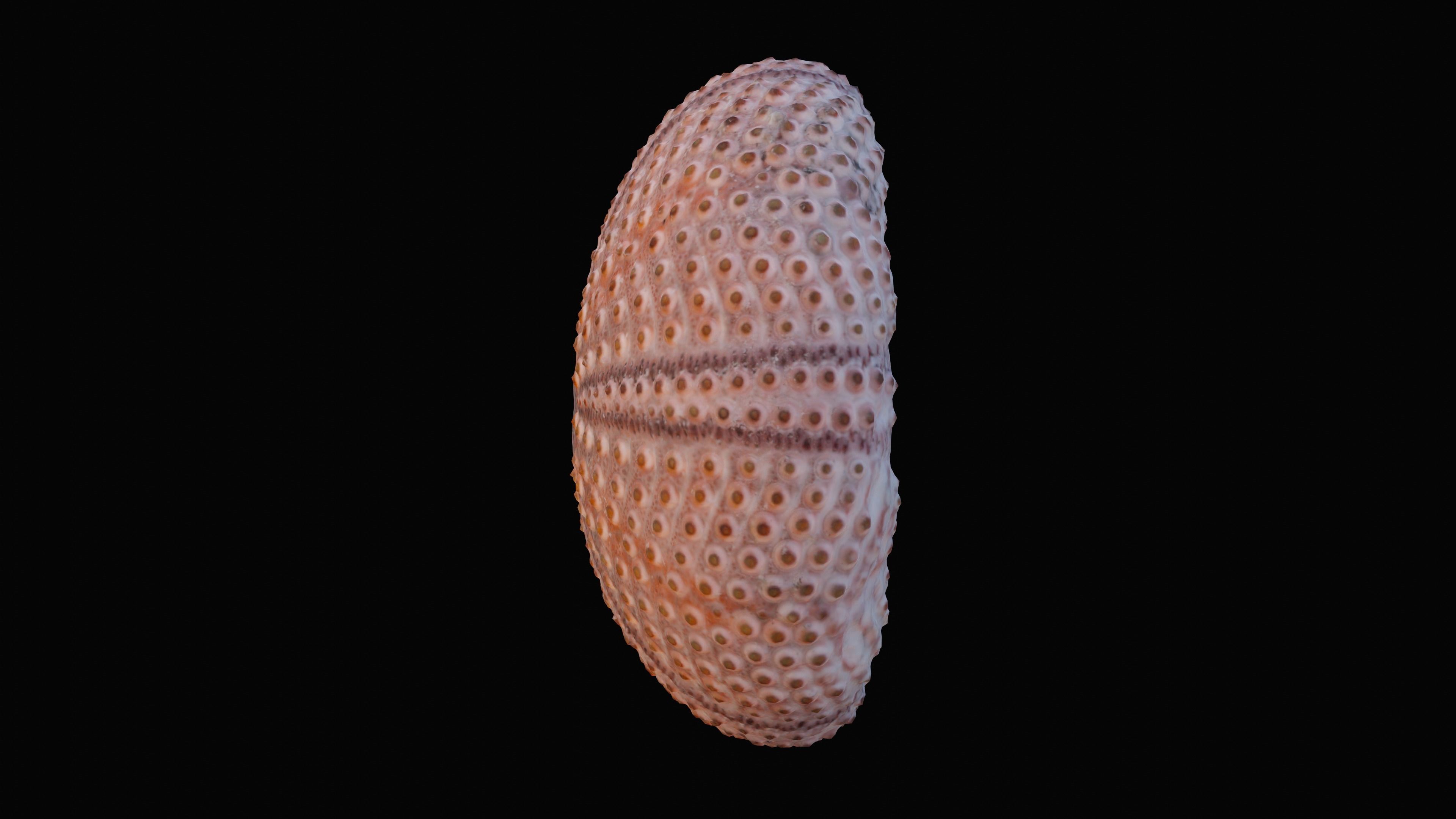 Sea Urchin Shell Low-poly 3D model_3