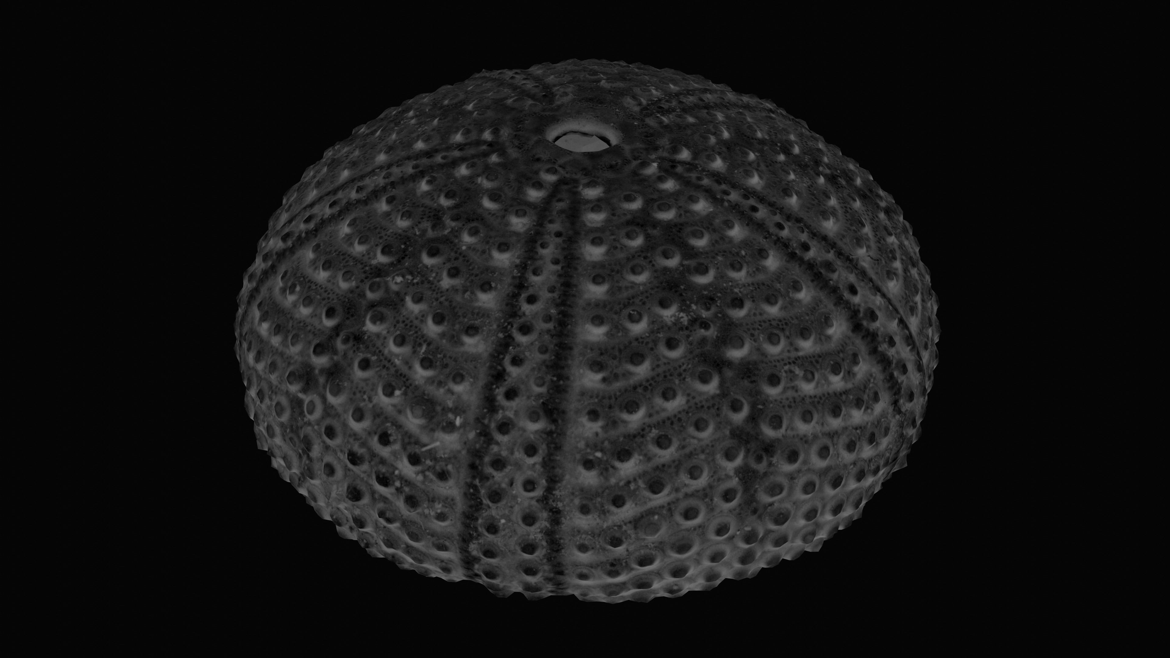 Sea Urchin Shell Low-poly 3D model_15