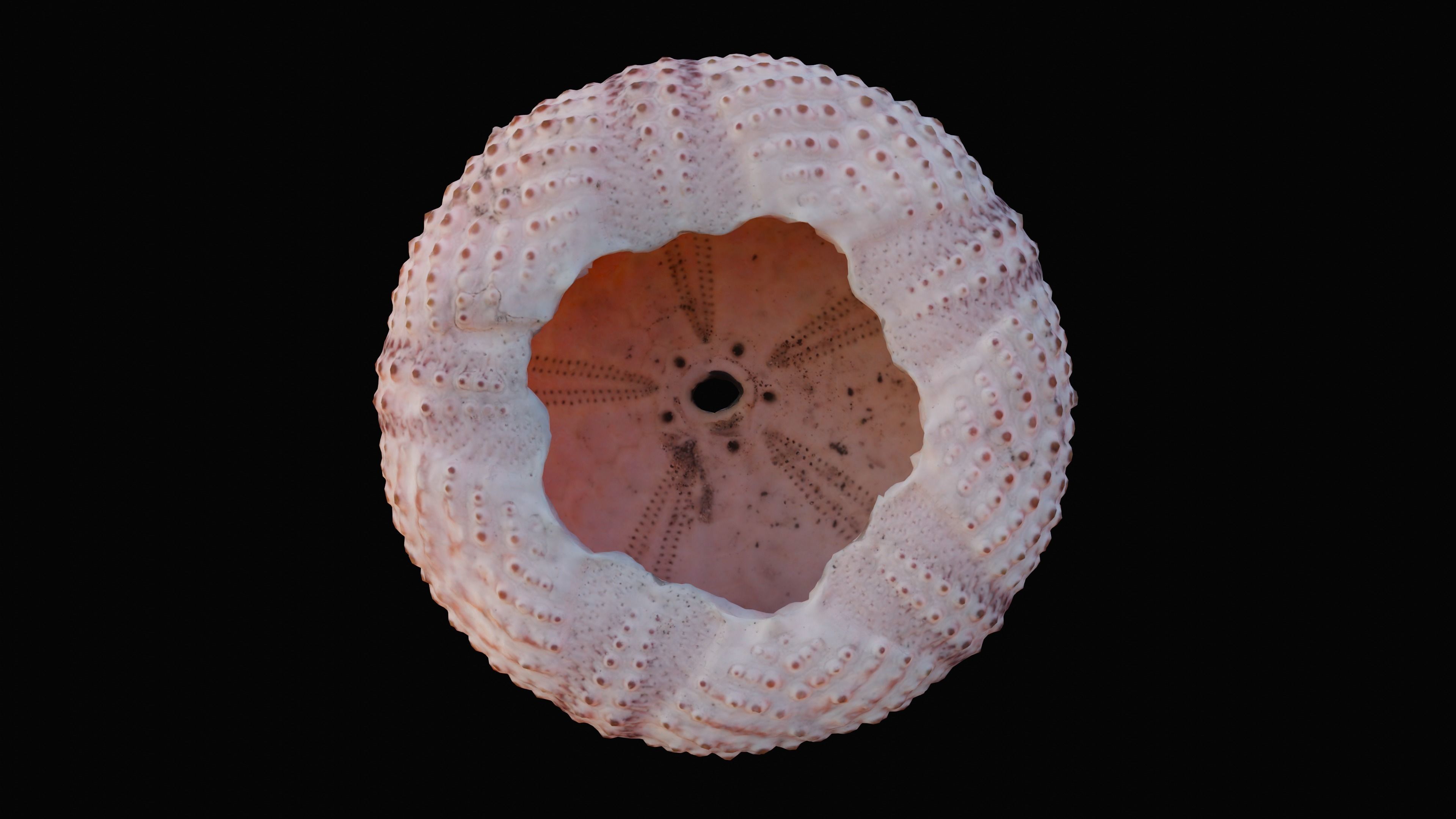 Sea Urchin Shell Low-poly 3D model_1