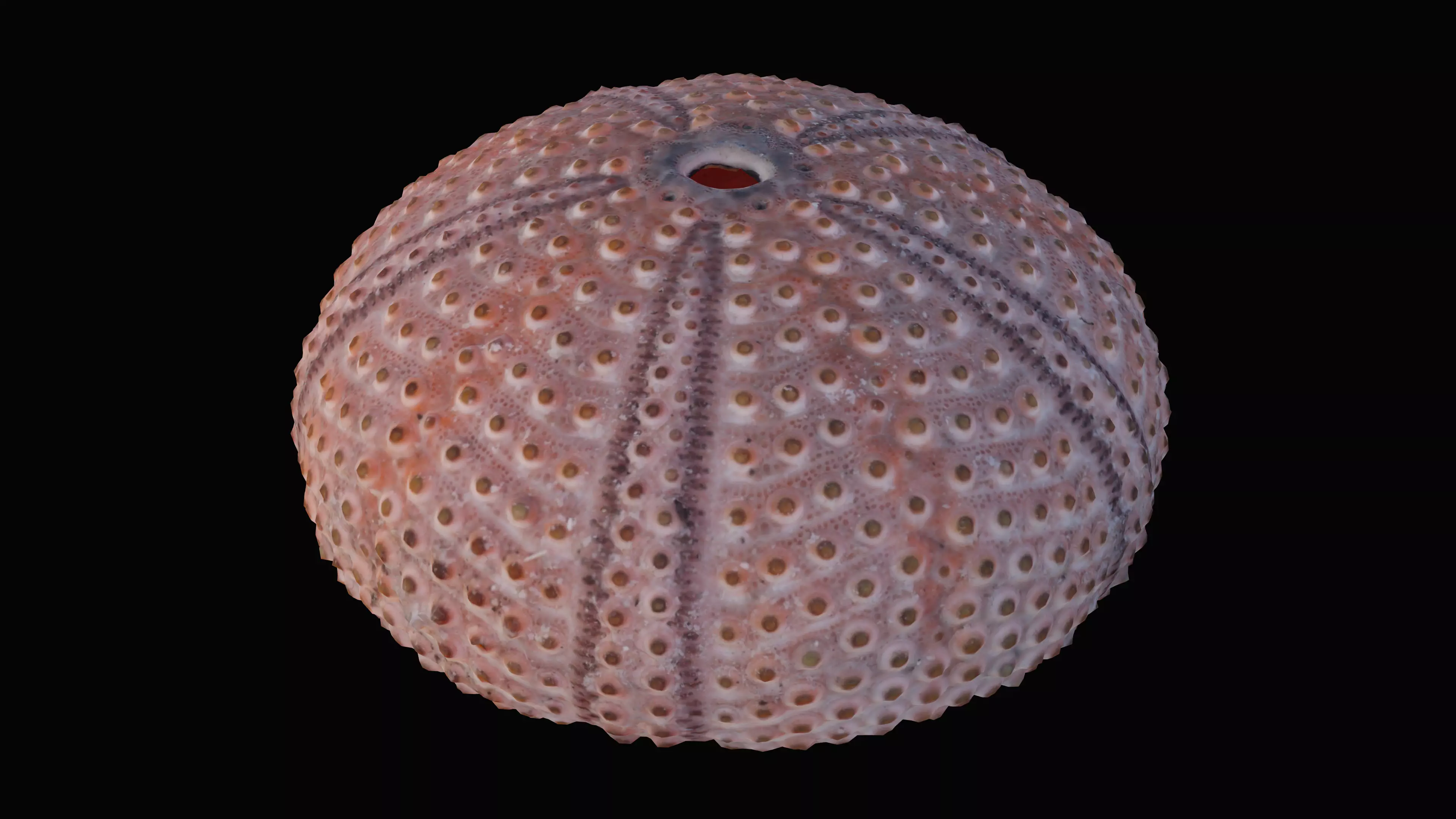 Sea Urchin Shell Low-poly 3D model_0