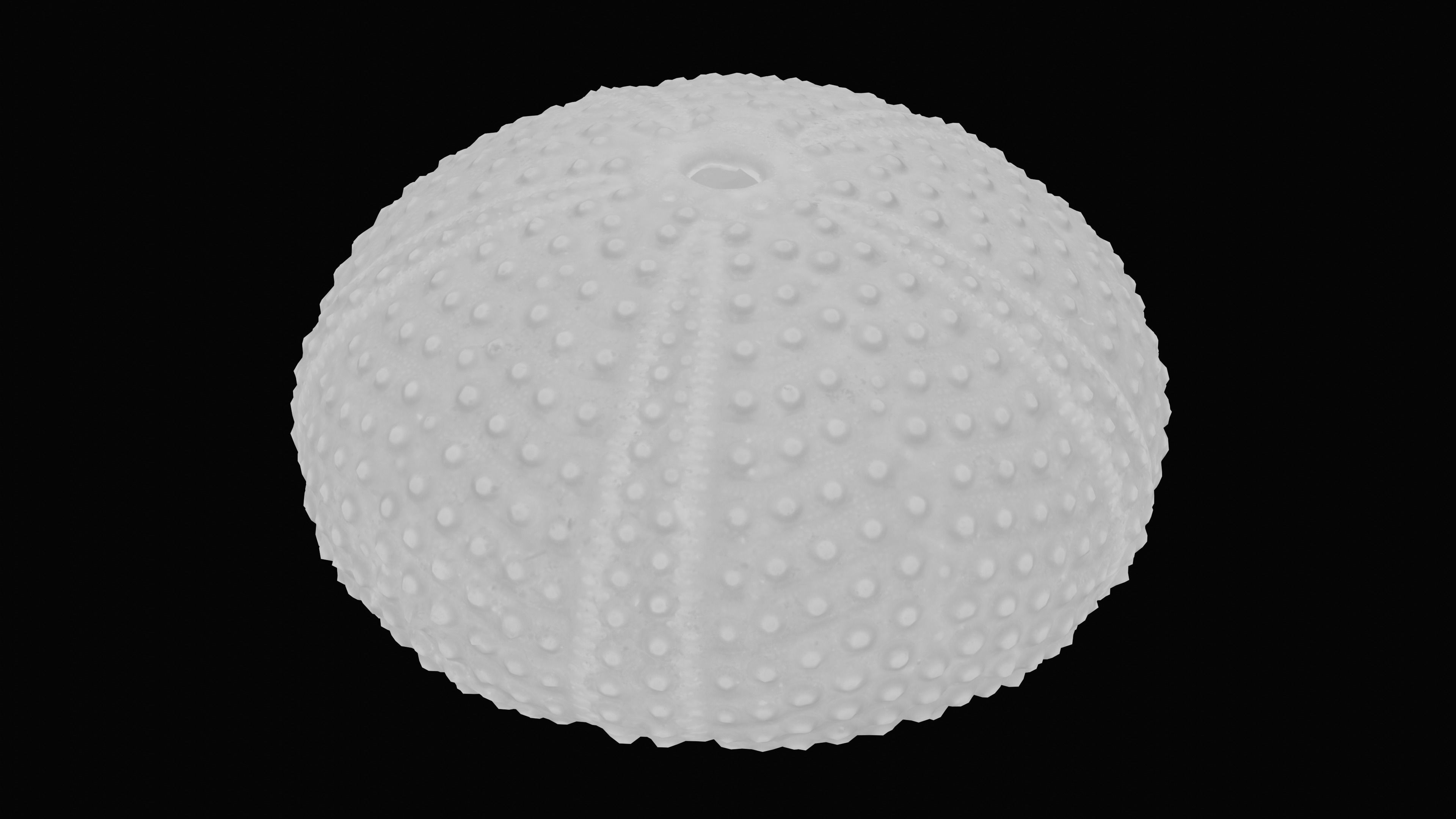 Sea Urchin Shell Low-poly 3D model_16