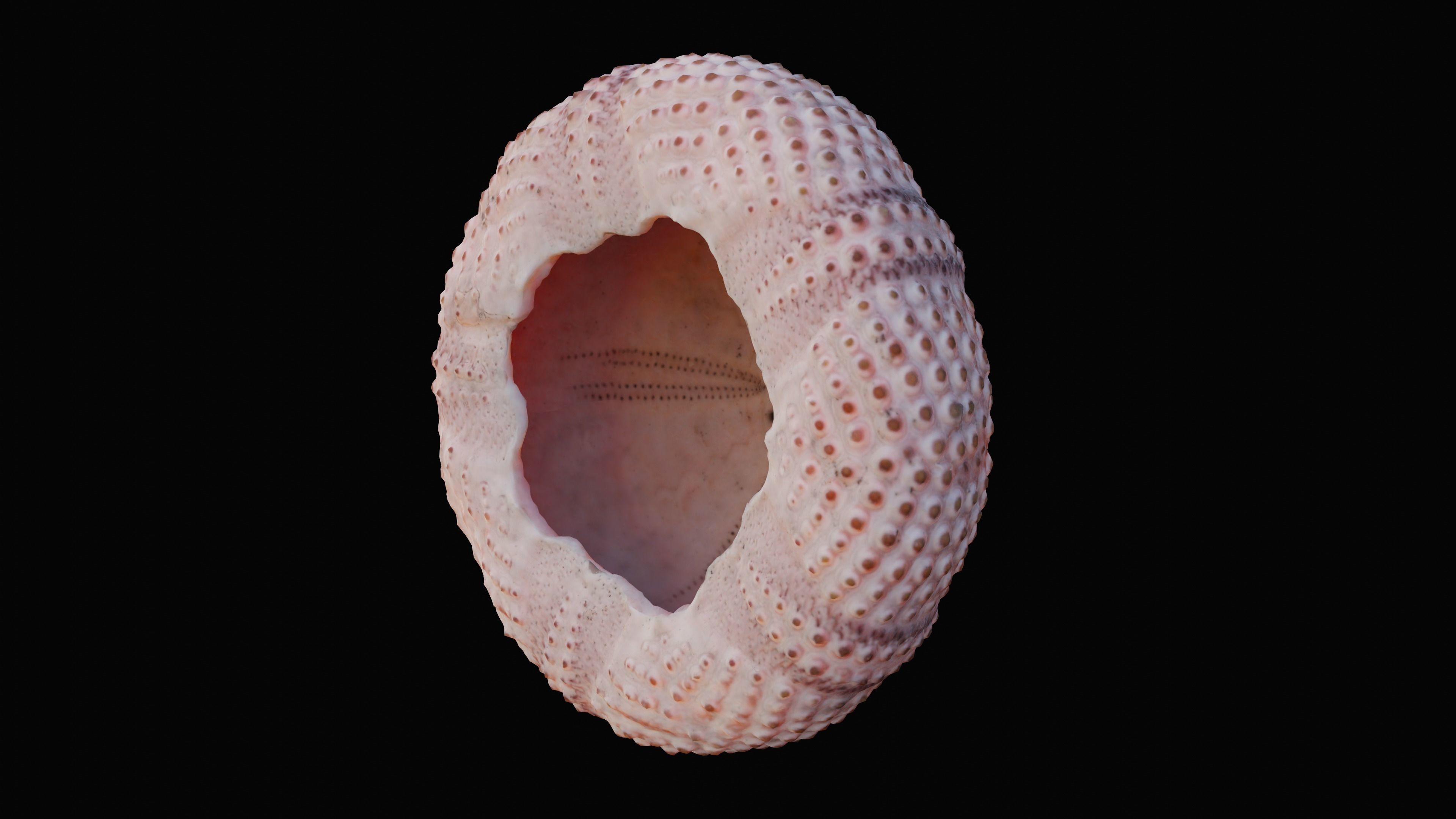 Sea Urchin Shell Low-poly 3D model_8