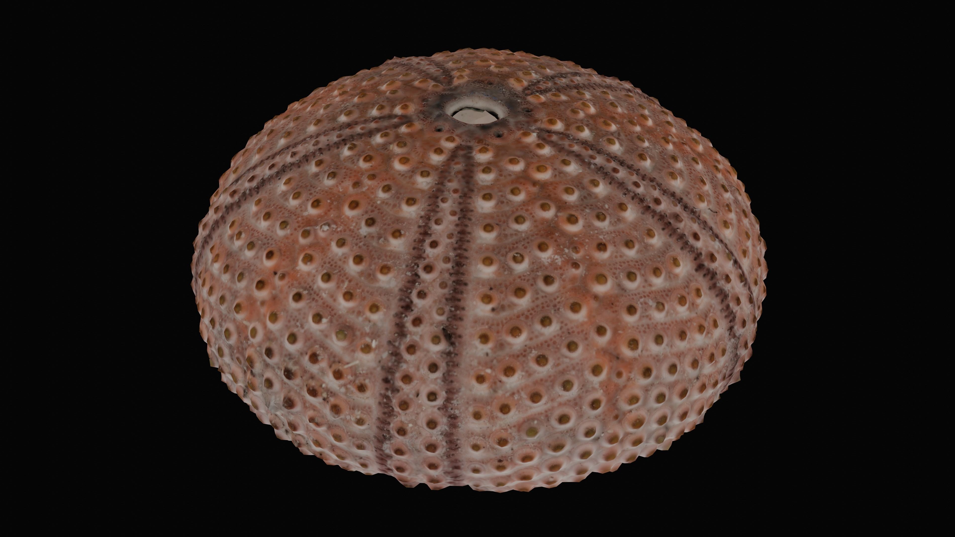 Sea Urchin Shell Low-poly 3D model_14