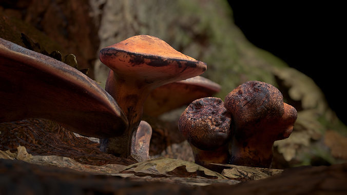 Wood Mushrooms on a Trees - Beefsteak Tongue Polypore Low-poly 3D model 4