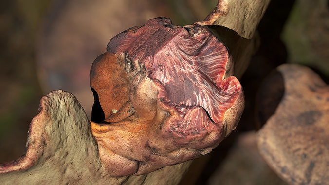 Wood Mushrooms on a Trees - Beefsteak Tongue Polypore Low-poly 3D model 6
