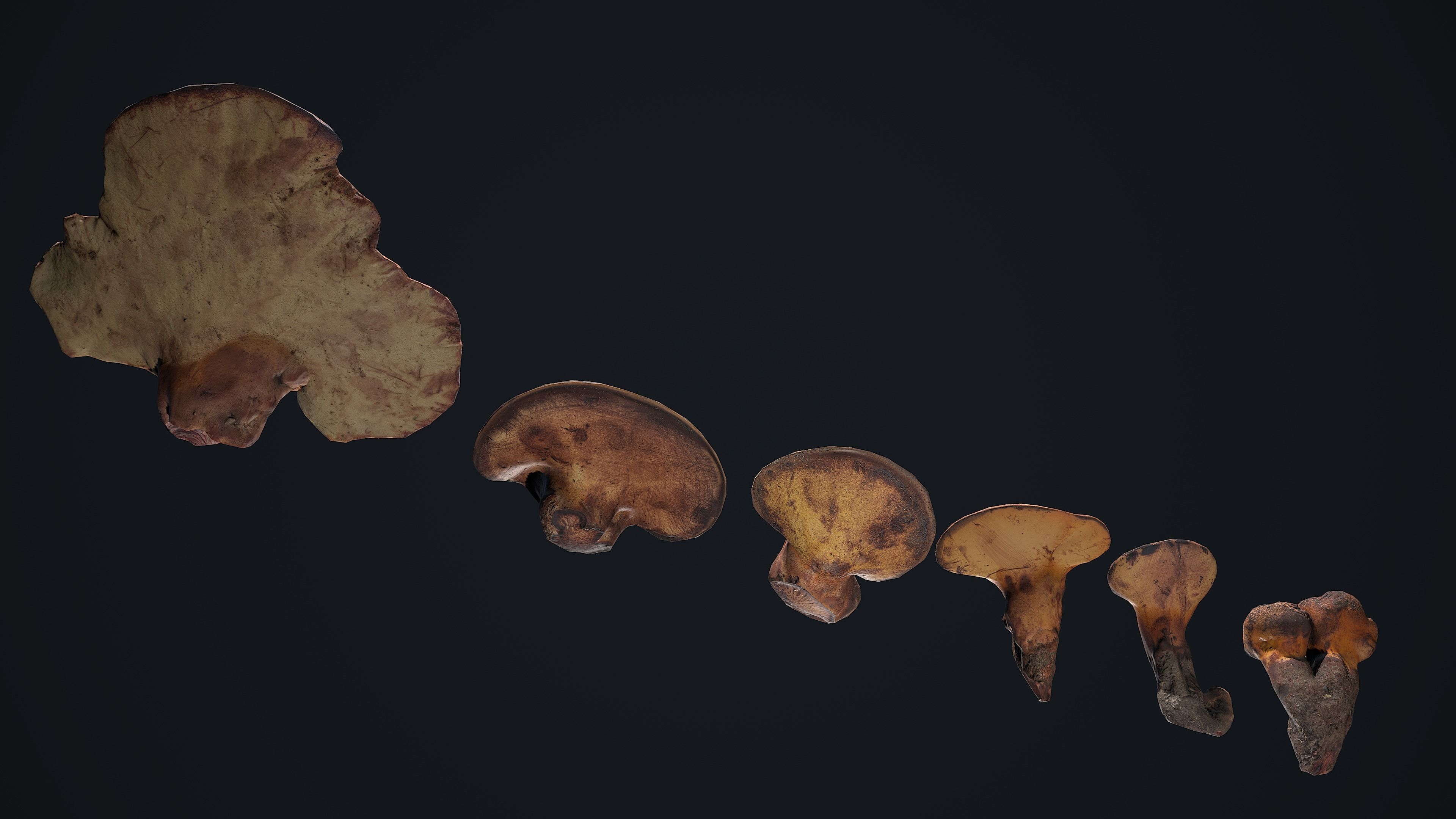 Wood Mushrooms on a Trees - Beefsteak Tongue Polypore Low-poly 3D model_7
