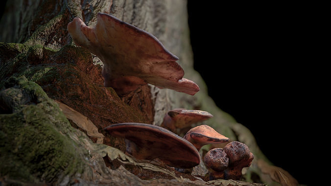 Wood Mushrooms on a Trees - Beefsteak Tongue Polypore Low-poly 3D model 3