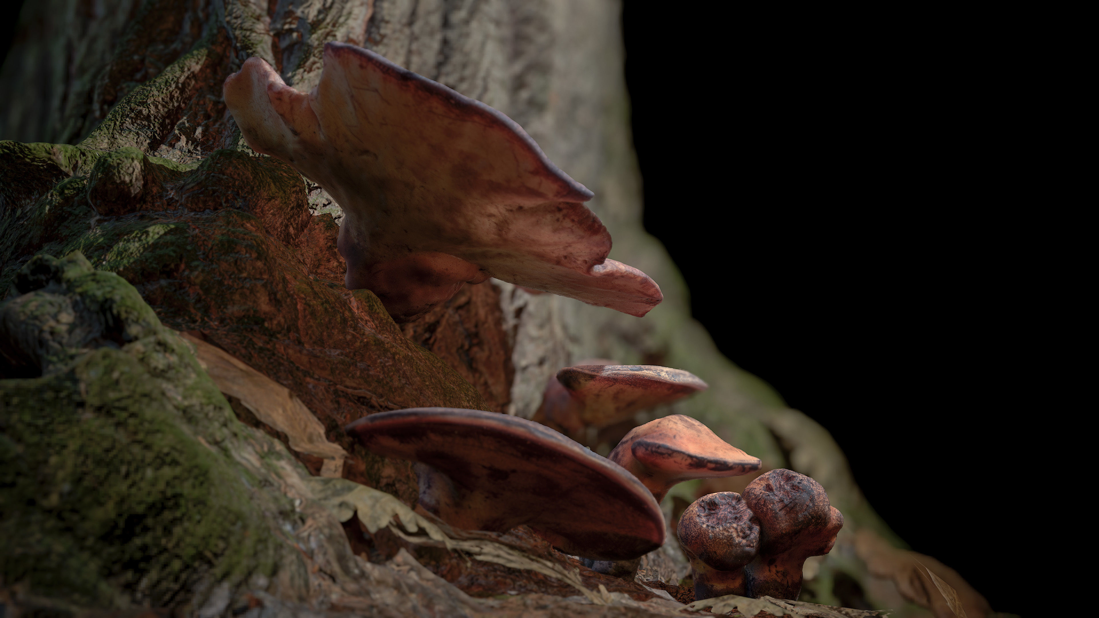 Wood Mushrooms on a Trees - Beefsteak Tongue Polypore Low-poly 3D model_2