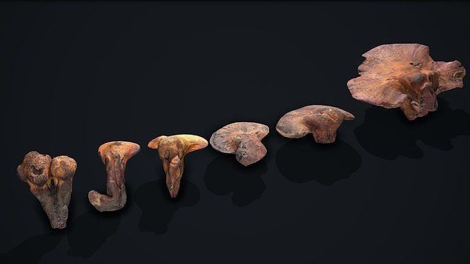 Wood Mushrooms on a Trees - Beefsteak Tongue Polypore Low-poly 3D model 7