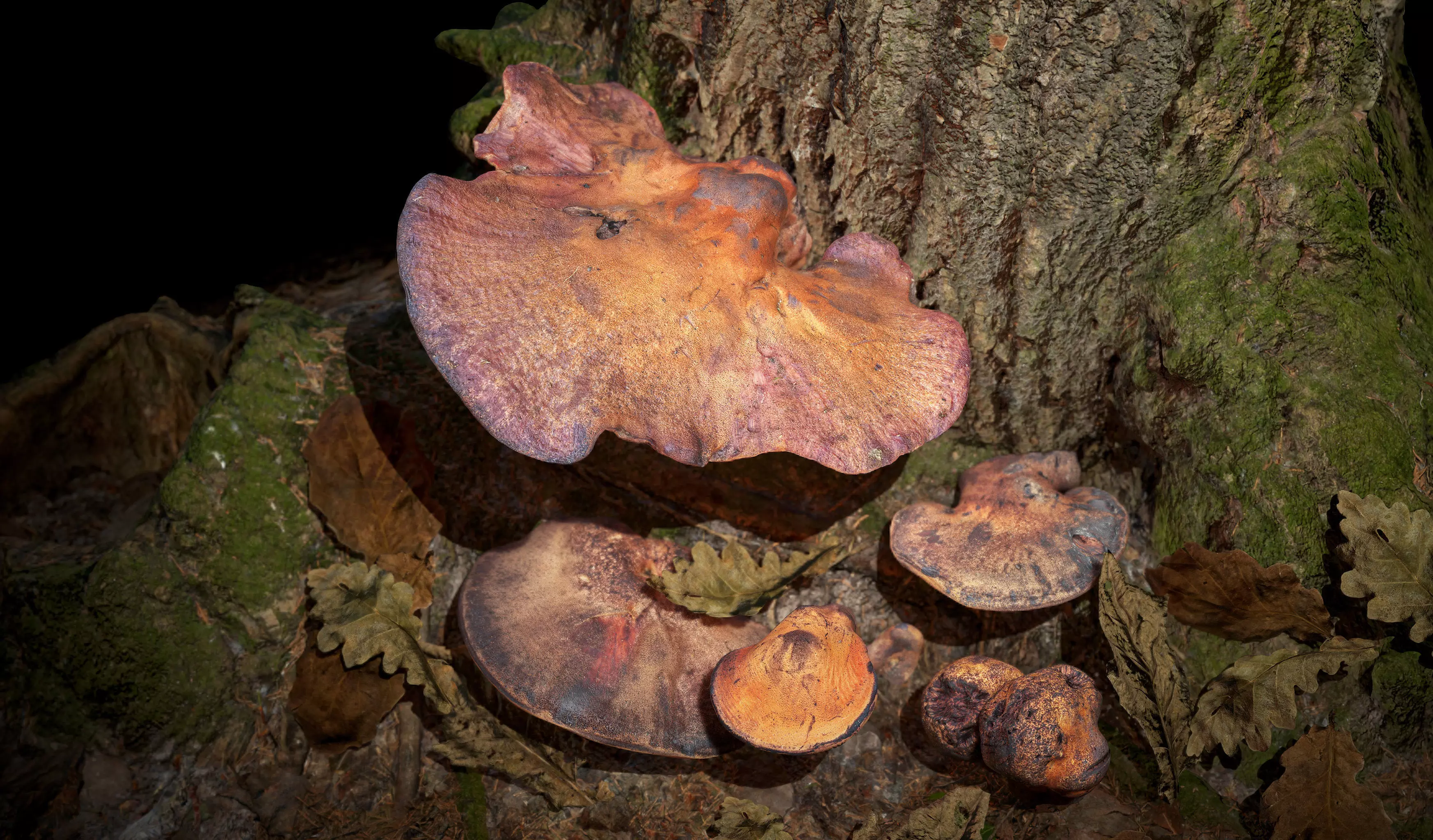 Wood Mushrooms on a Trees - Beefsteak Tongue Polypore Low-poly 3D model_0