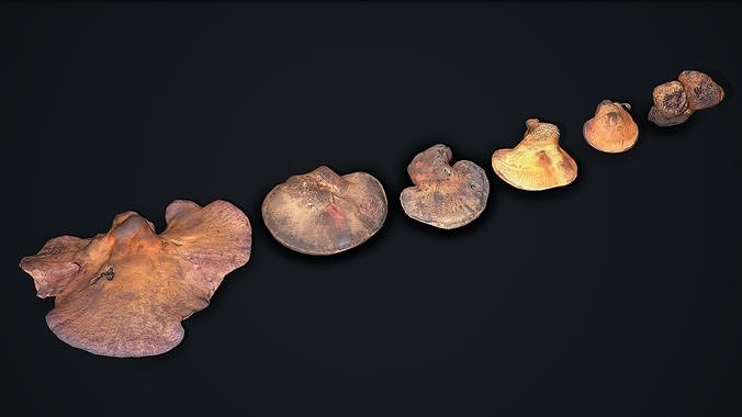 Wood Mushrooms on a Trees - Beefsteak Tongue Polypore Low-poly 3D model 2