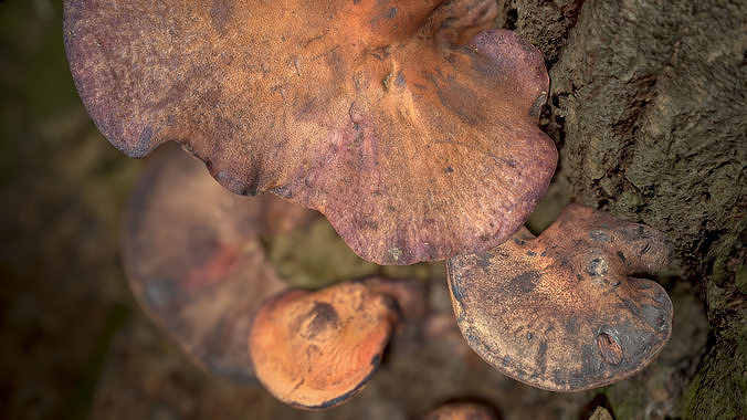 Wood Mushrooms on a Trees - Beefsteak Tongue Polypore Low-poly 3D model 5