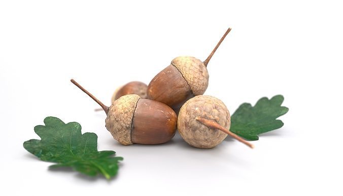 Acorn Photoscan  Low-poly 3D model