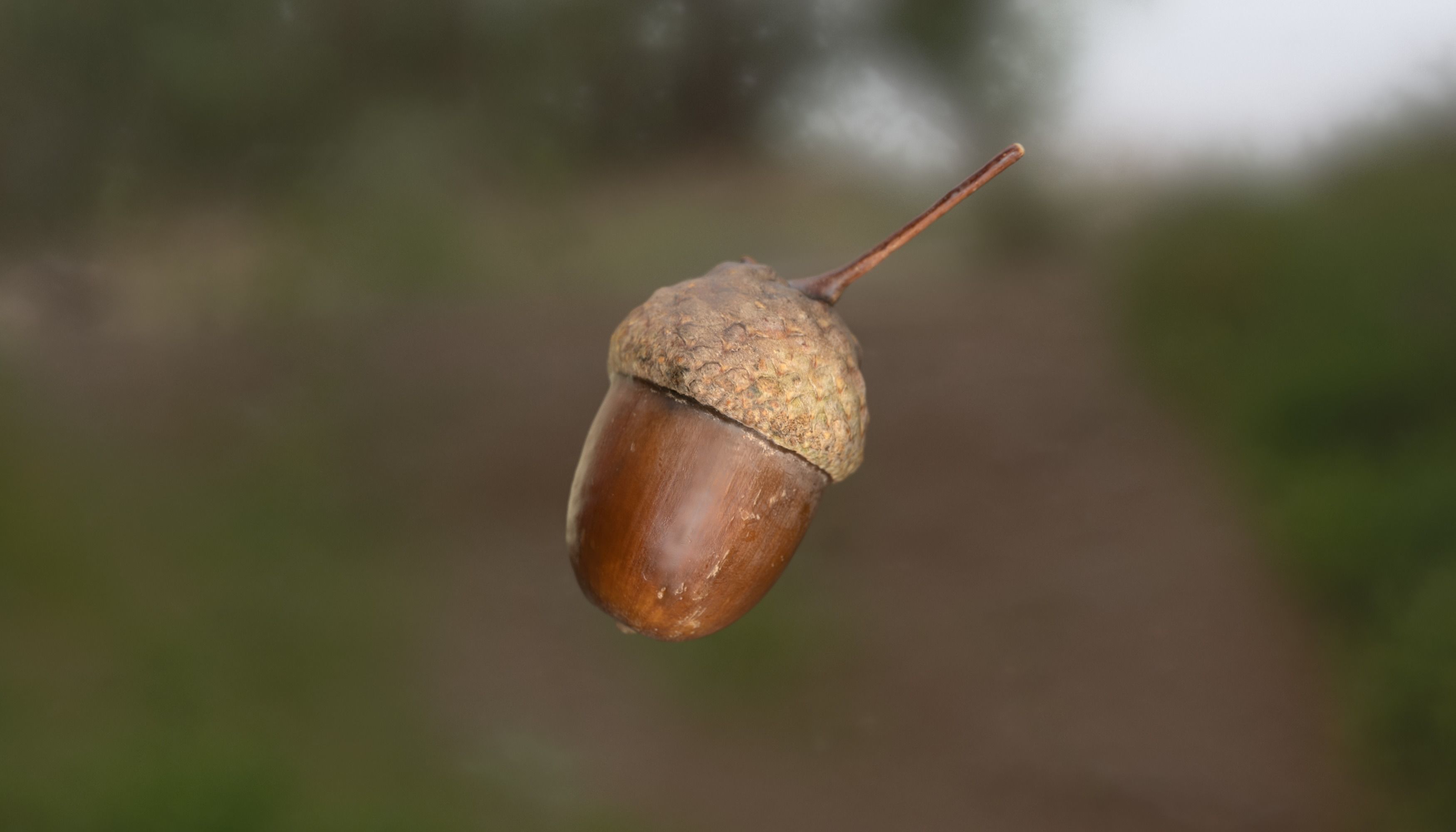 Acorn Photoscan Low-poly 3D model_5