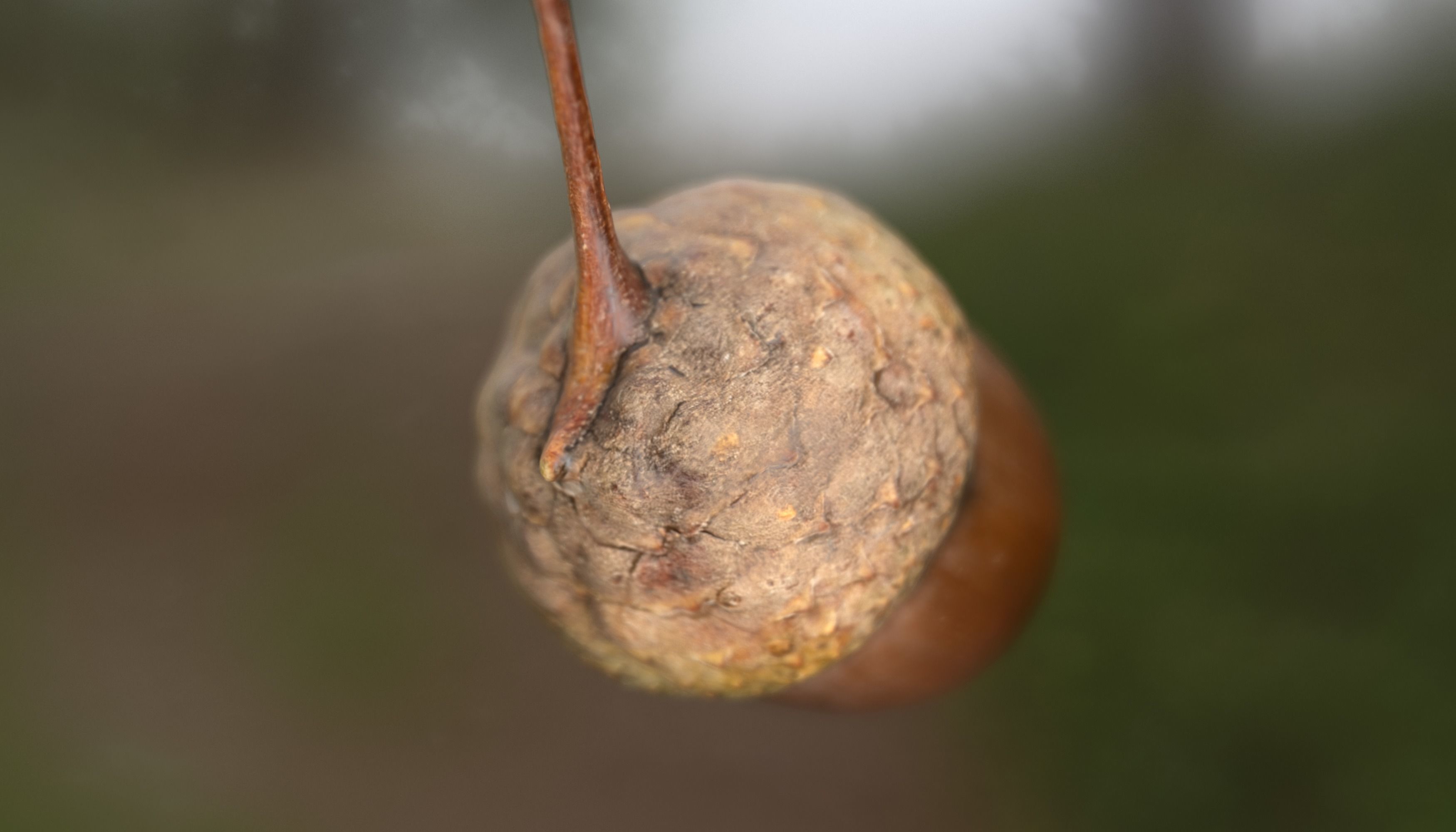 Acorn Photoscan Low-poly 3D model_3