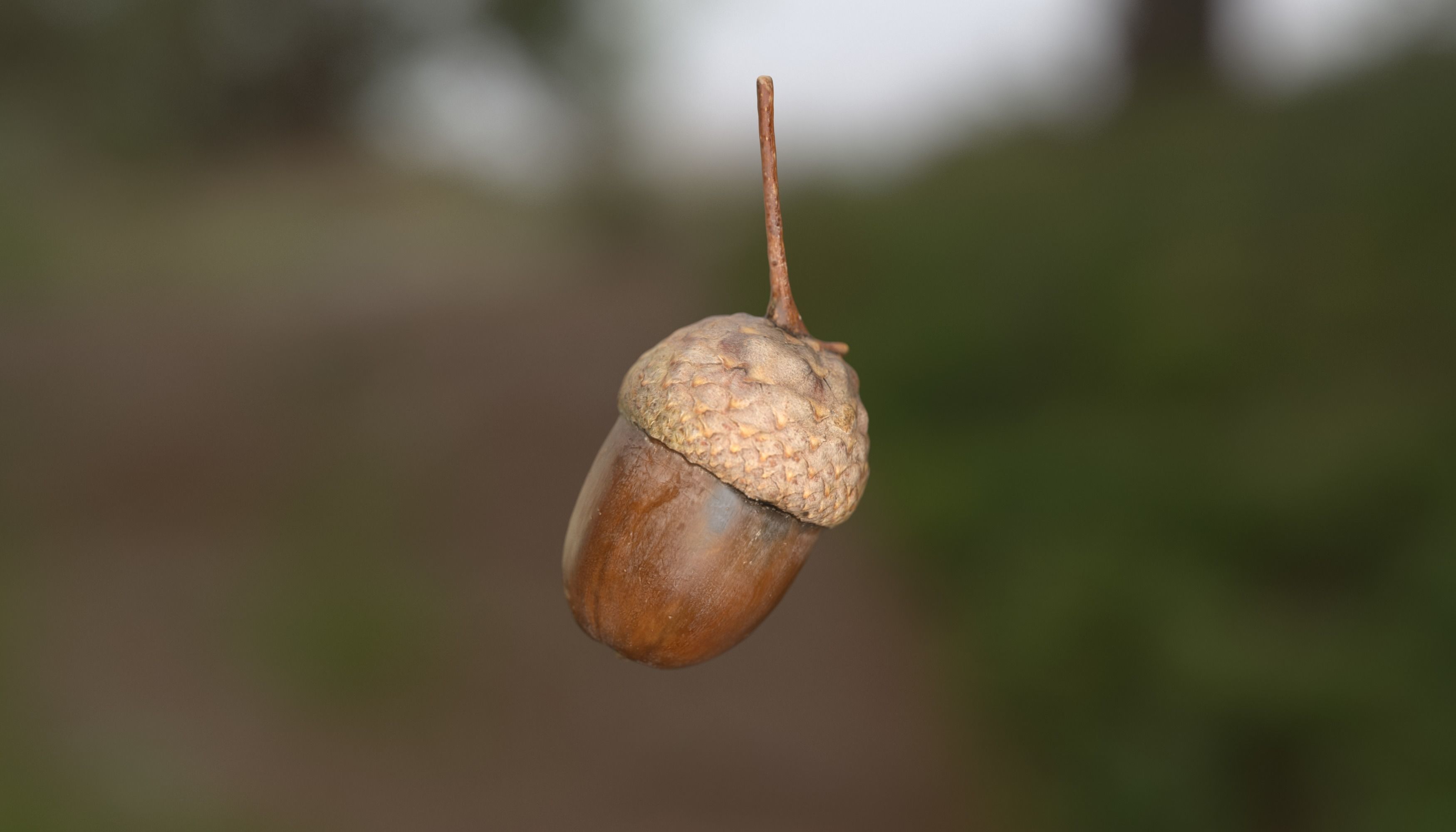 Acorn Photoscan Low-poly 3D model_1