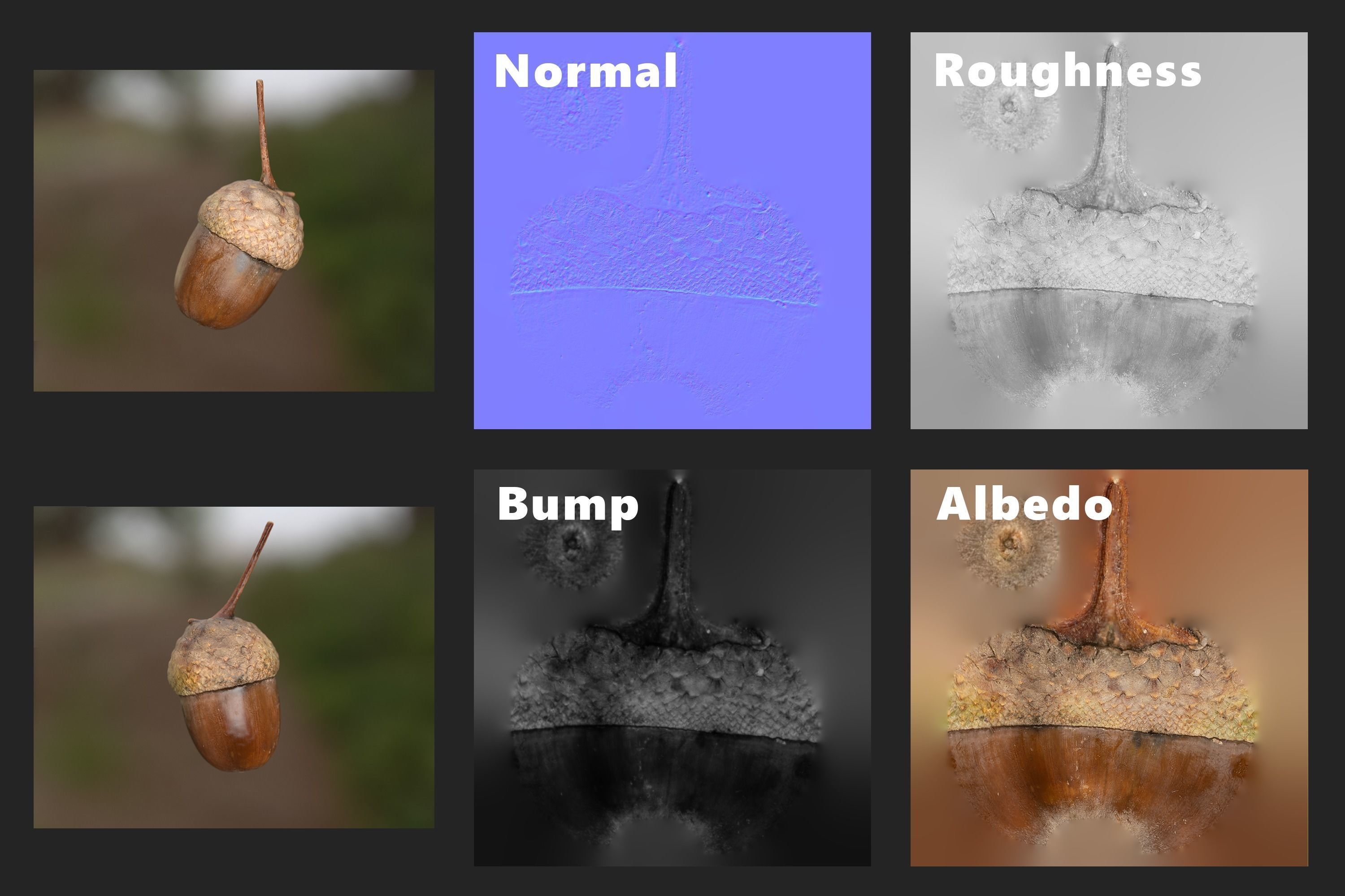 Acorn Photoscan Low-poly 3D model_10