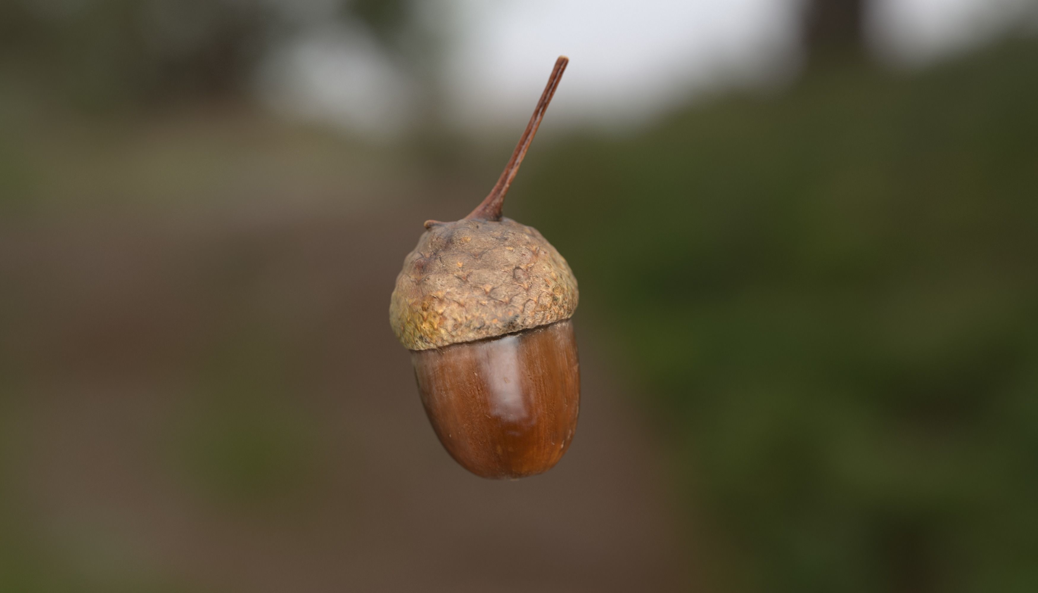 Acorn Photoscan Low-poly 3D model_2