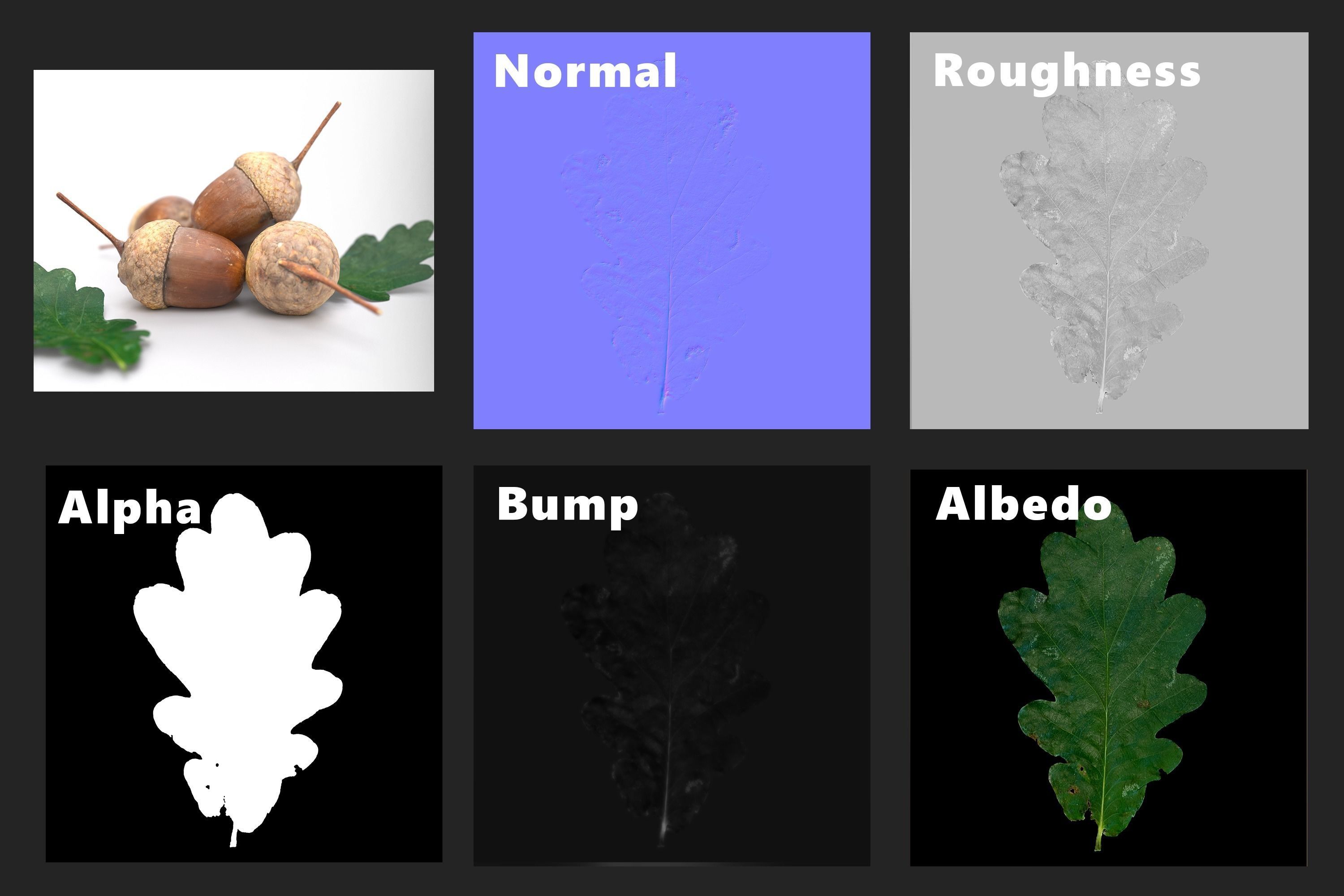 Acorn Photoscan Low-poly 3D model_11