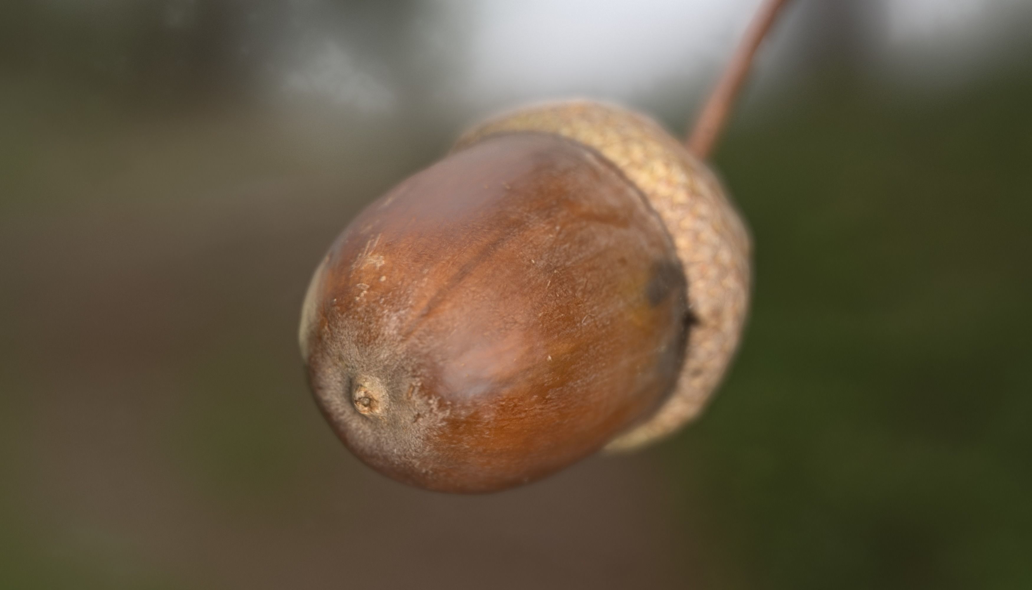 Acorn Photoscan Low-poly 3D model_4