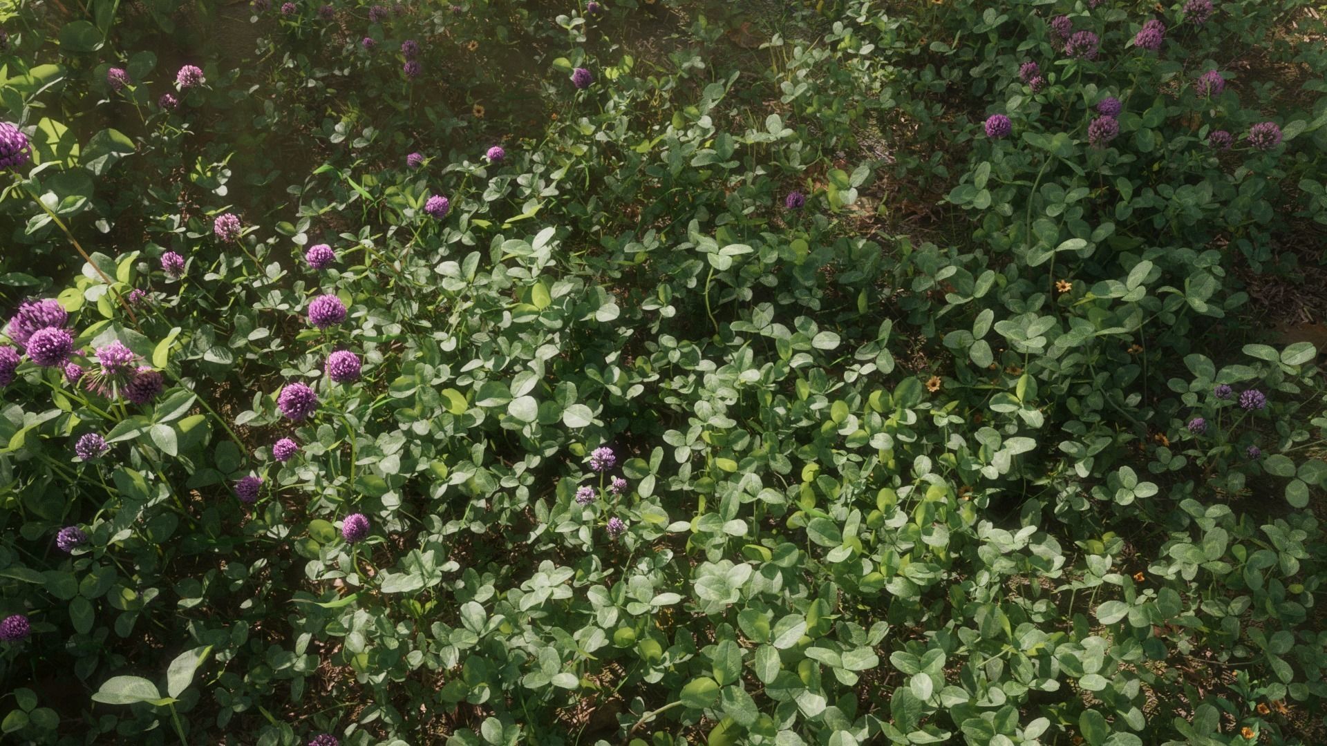 Clover Collection vol01 3D model_2