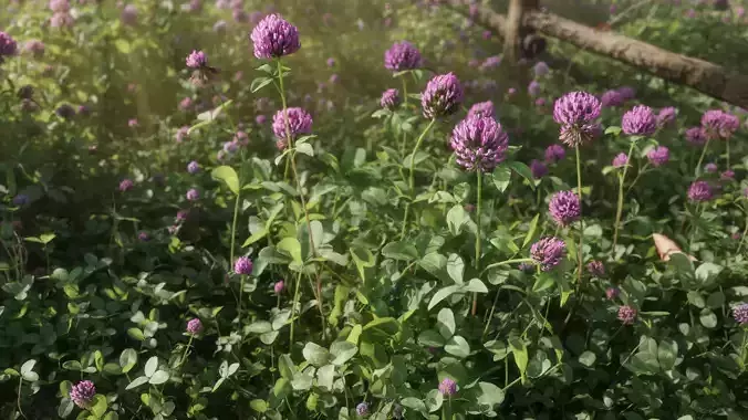 Clover Collection vol01 3D model
